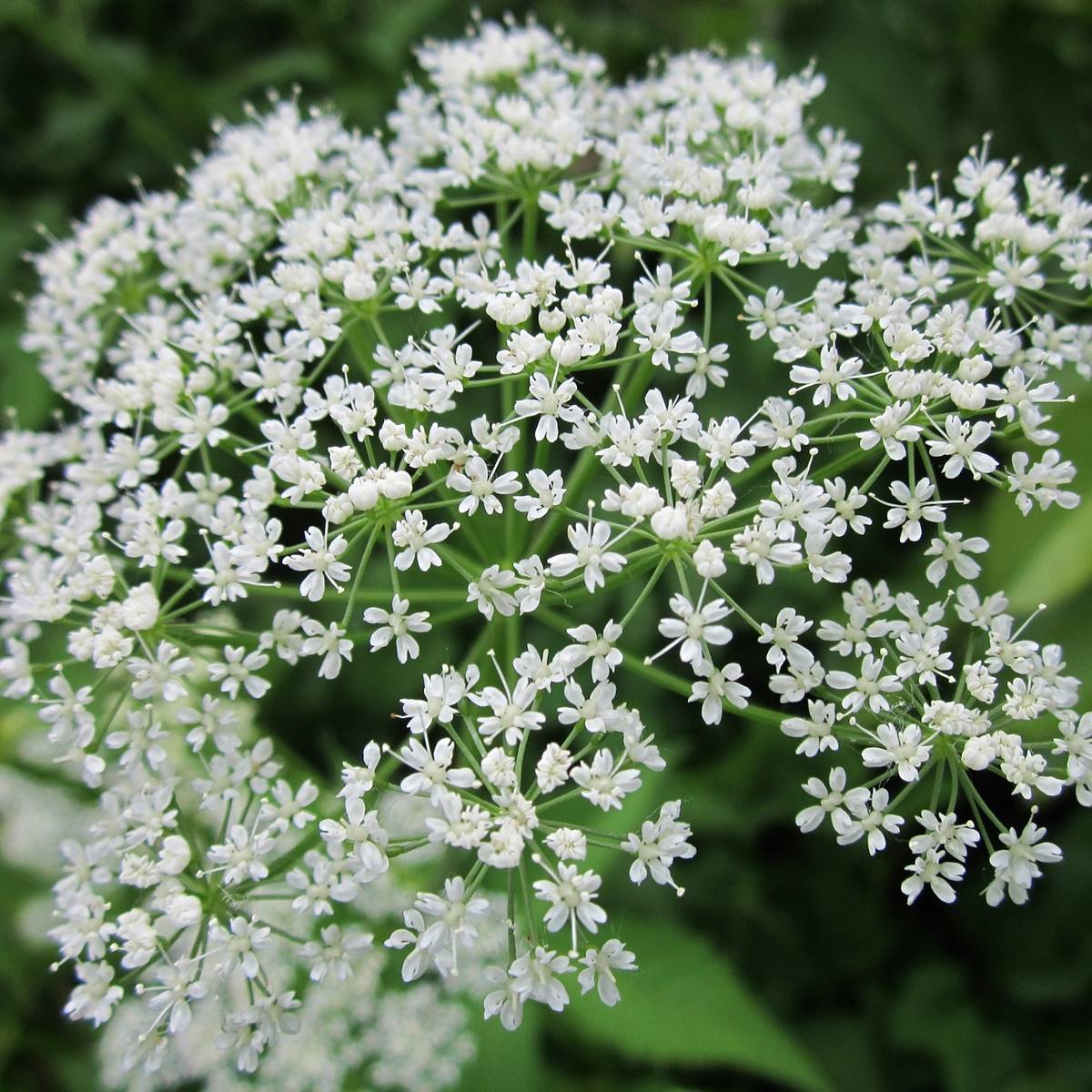 Aegopodium podagraria
