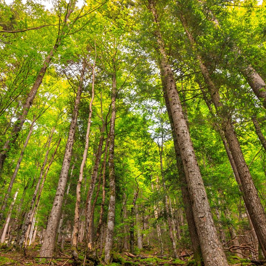 ¿Tiene sentido plantar árboles para proteger el clima?