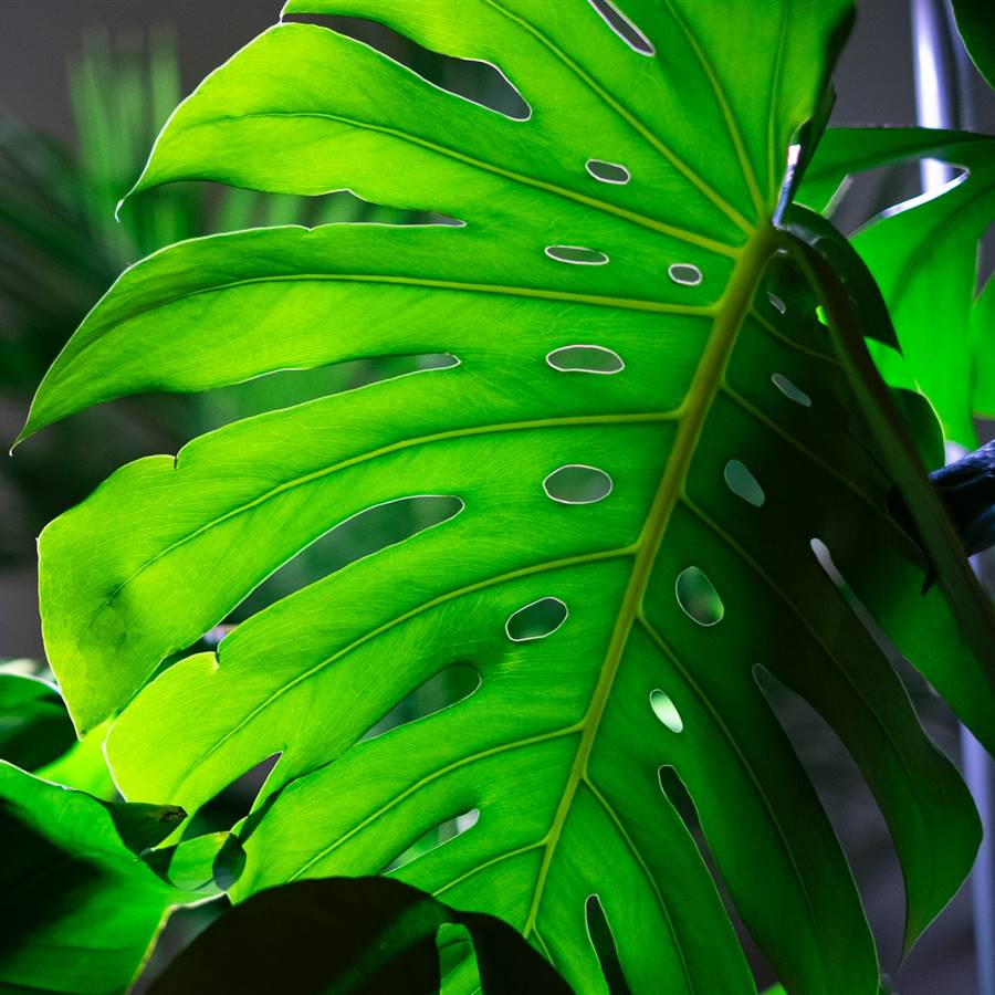 Plantas que necesitan poca luz ideales para habitaciones oscuras