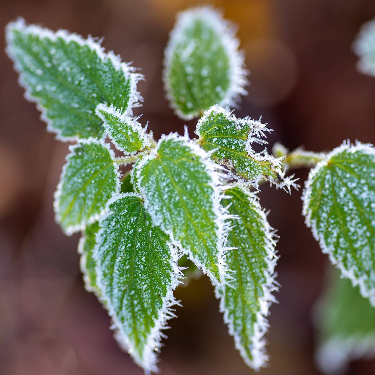 Planta helada