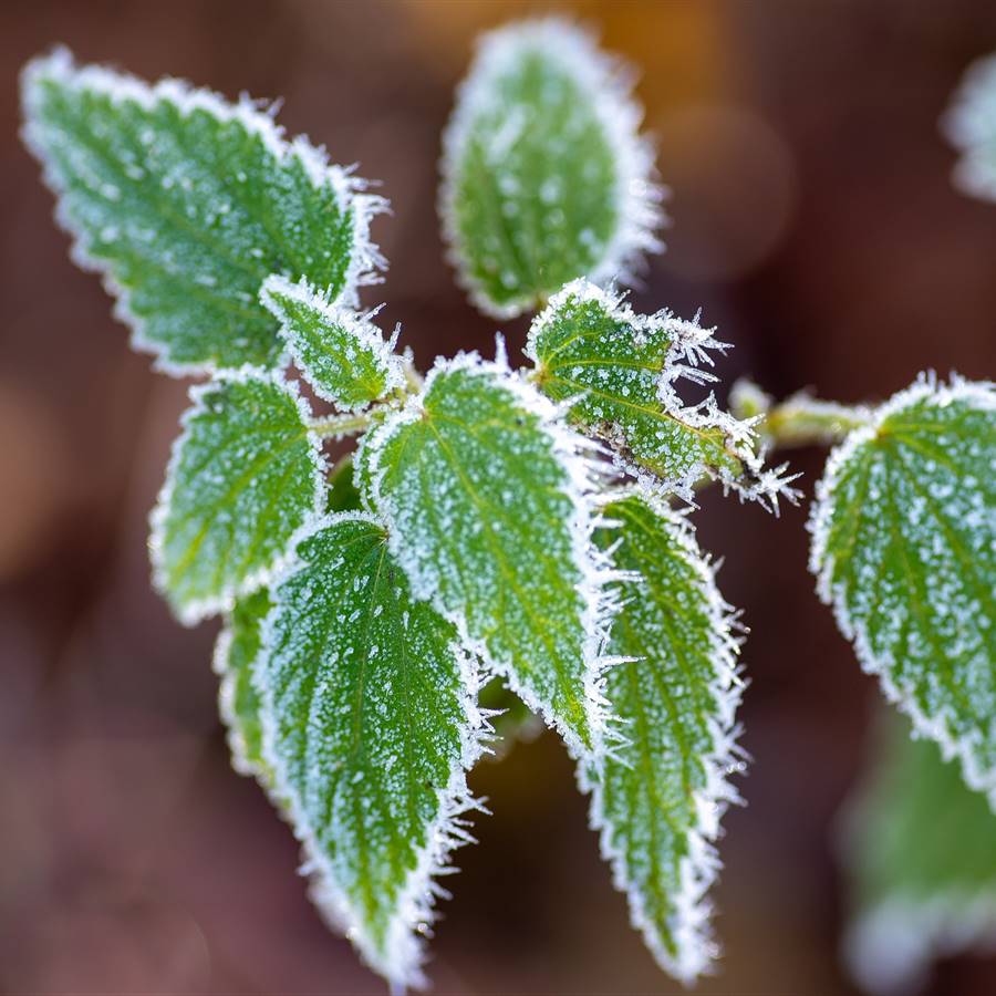 Planta helada