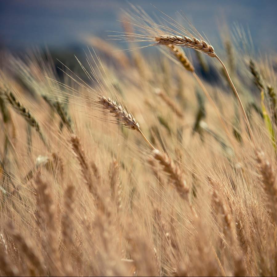 El cambio climático reduce los nutrientes en los alimentos