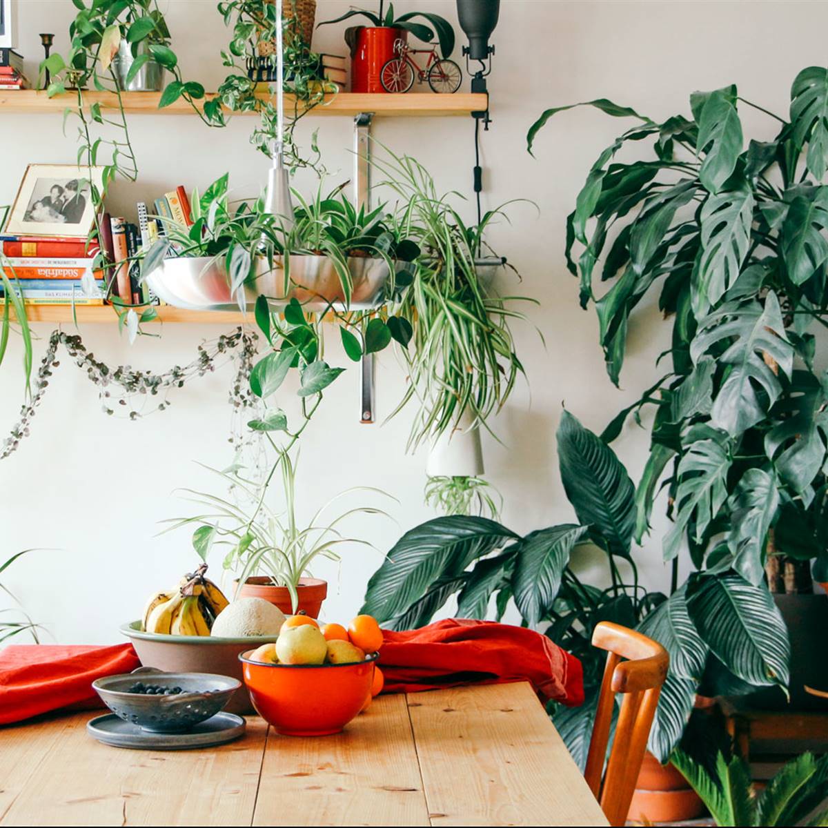 Plantas para purificar el aire de casa