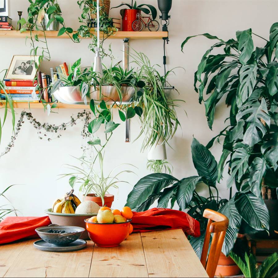 Pon más plantas y menos tóxicos en tu hogar