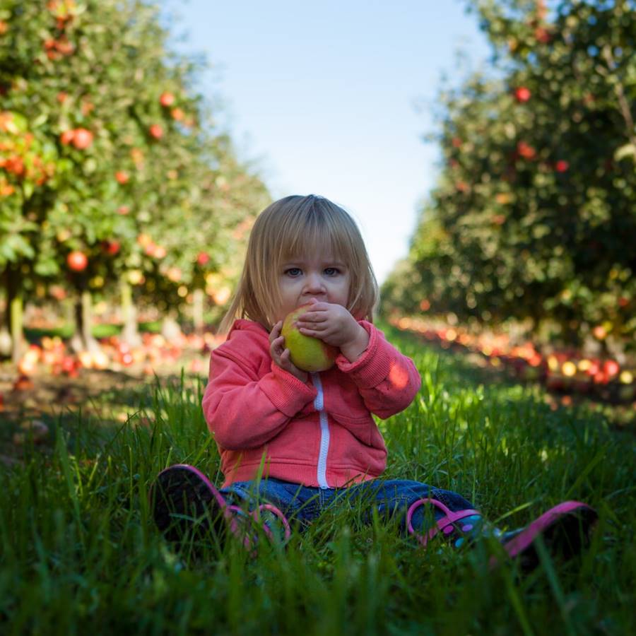 Cómo conseguir que un niño coma sano