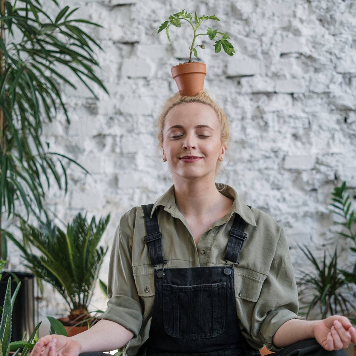 Plantas en casa y emociones positivas
