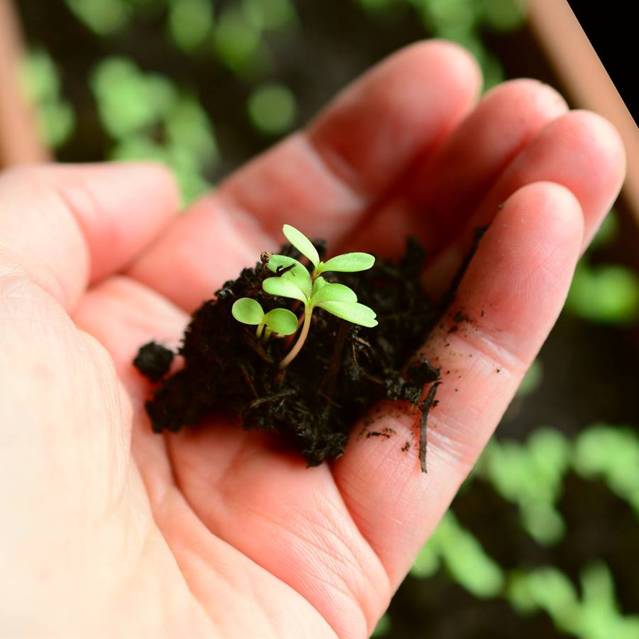 Planta con tierra