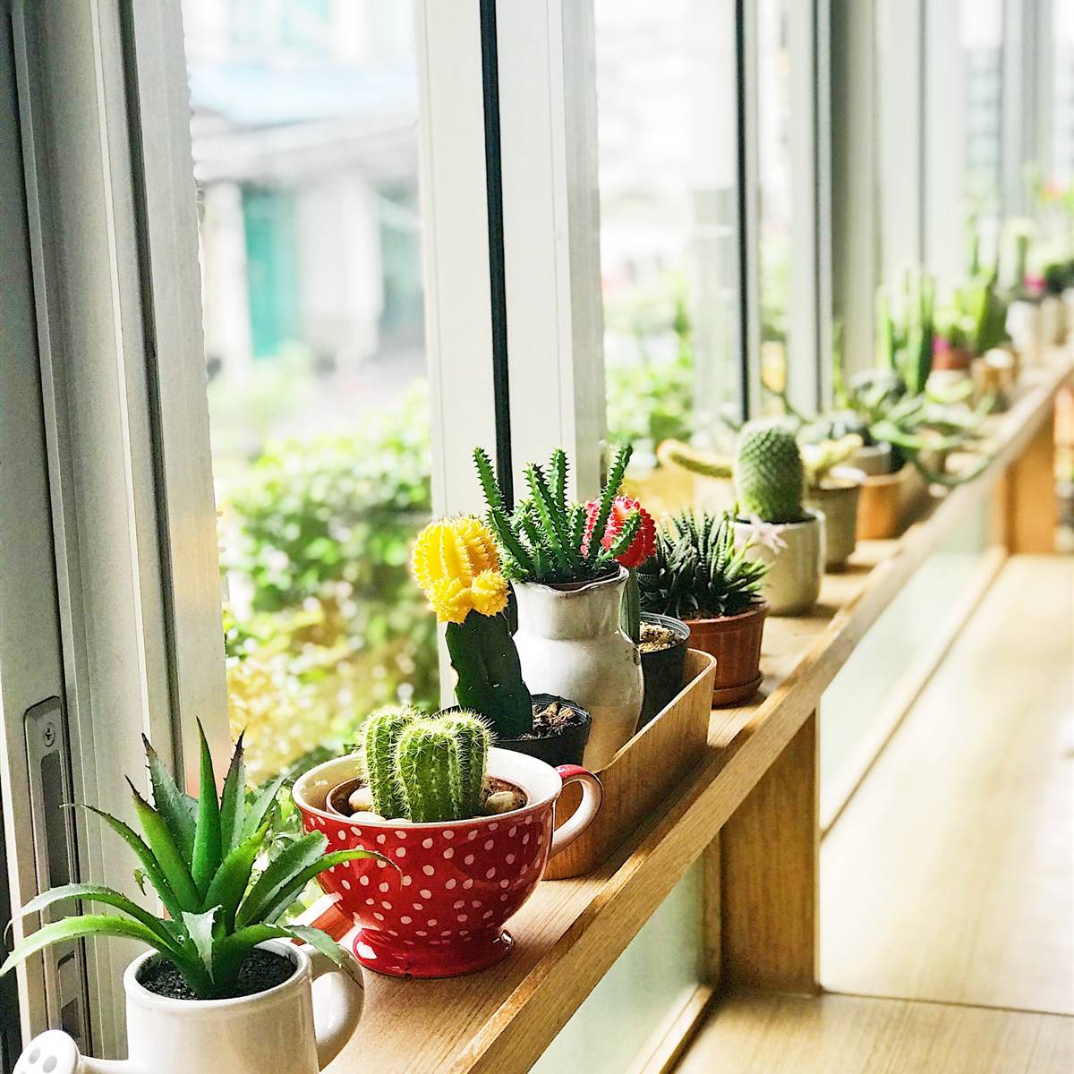 Colección de cactus