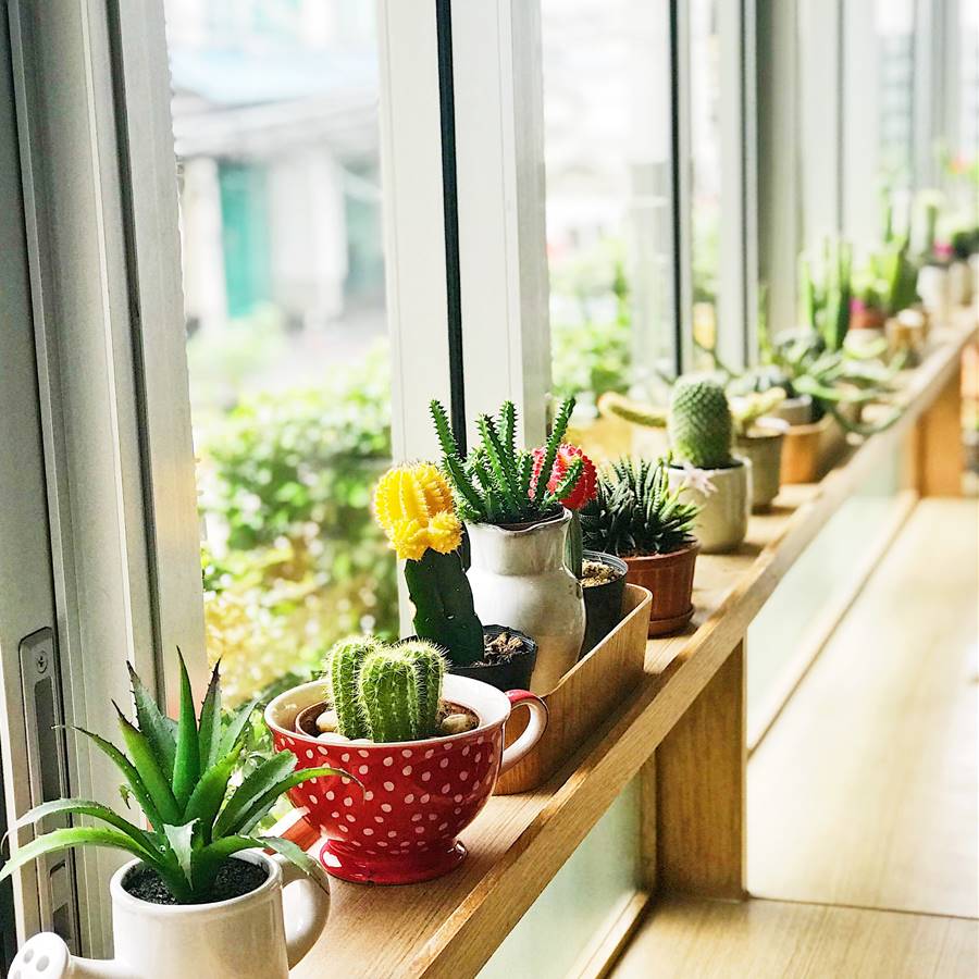Colección de cactus