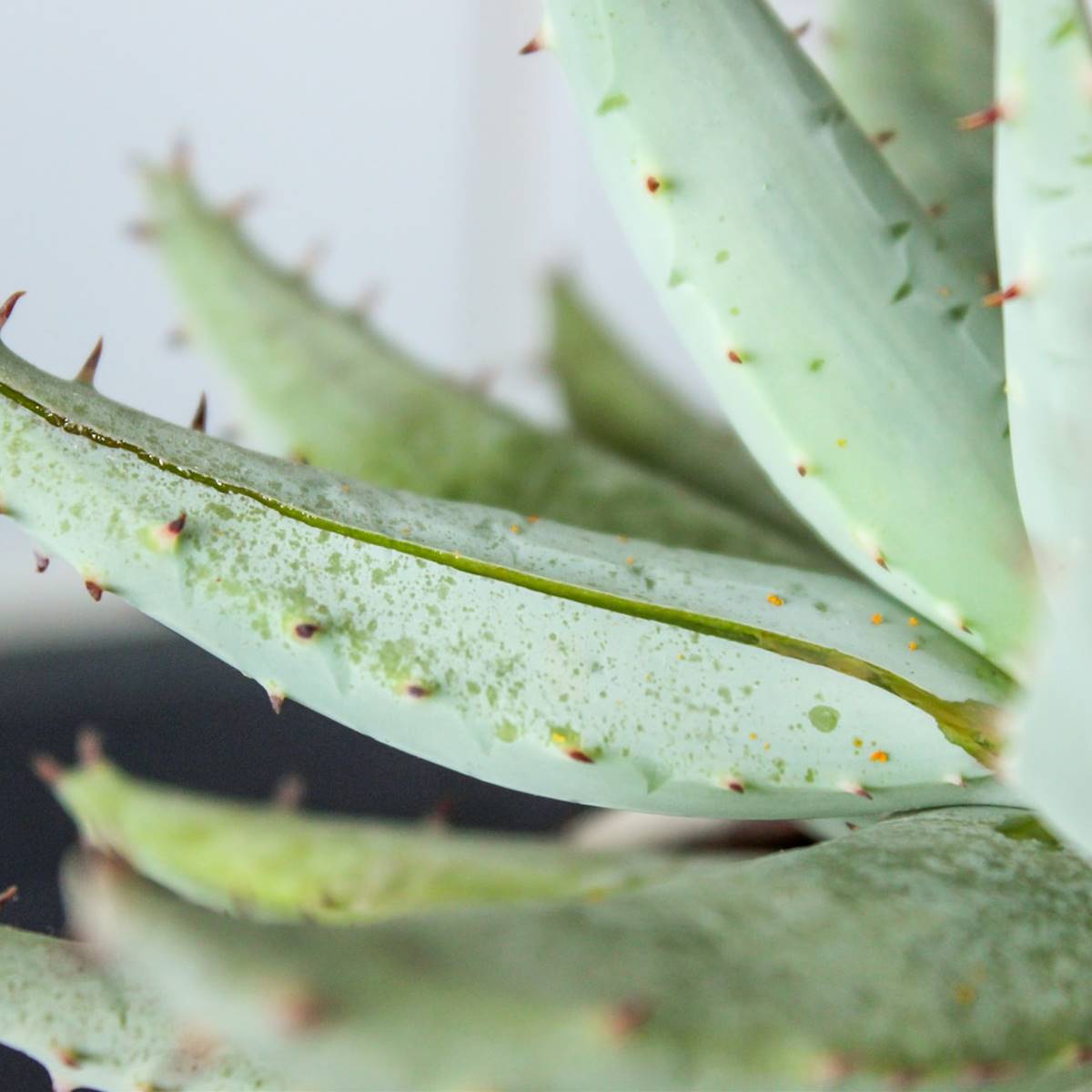aloe vera