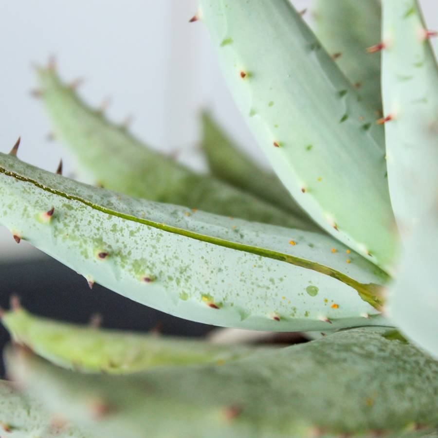 aloe vera