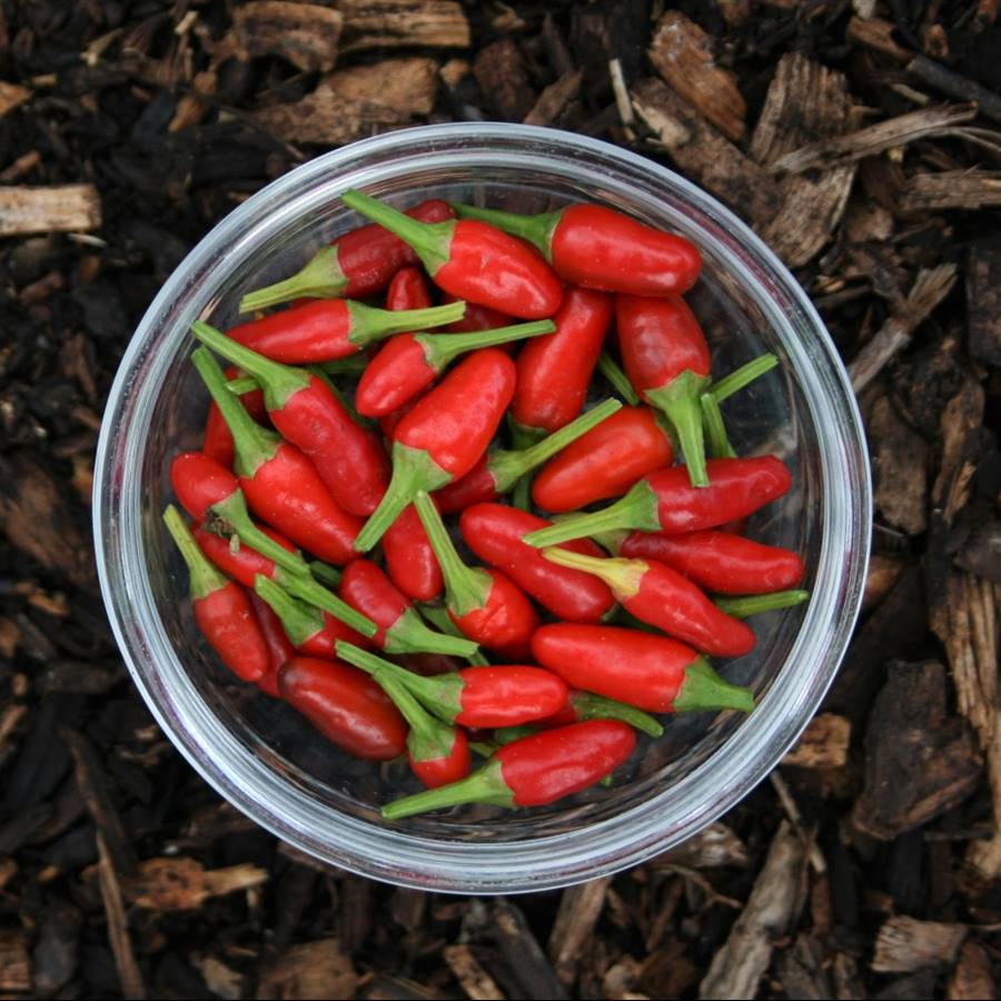 Tres recetas para hacer tus pastas de curry (roja, amarilla y verde)