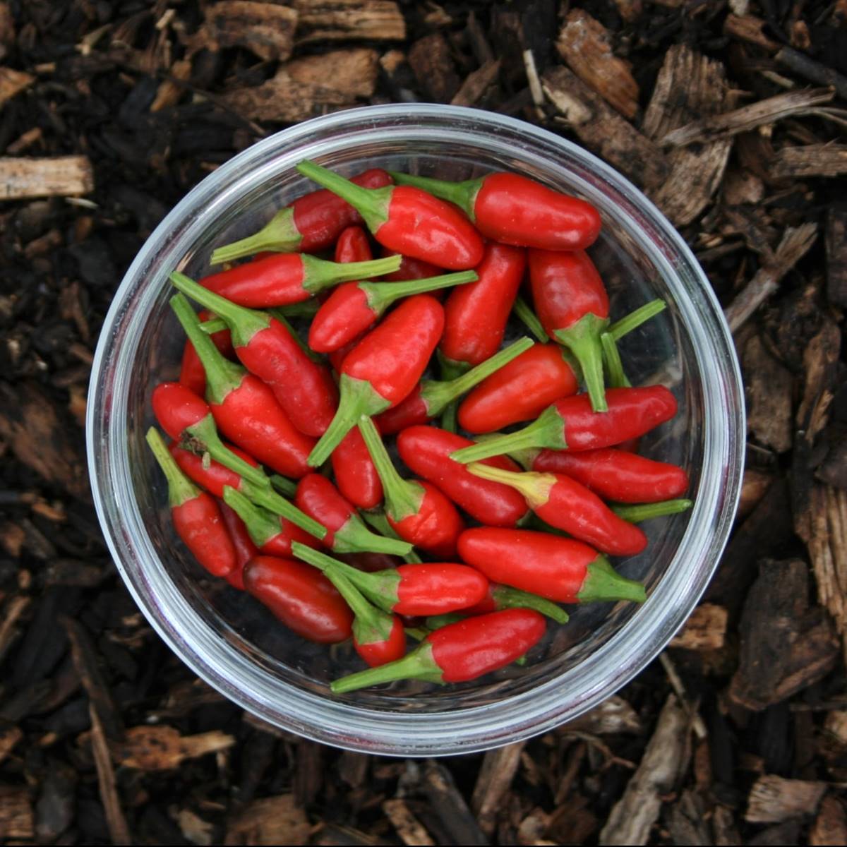 Chiles