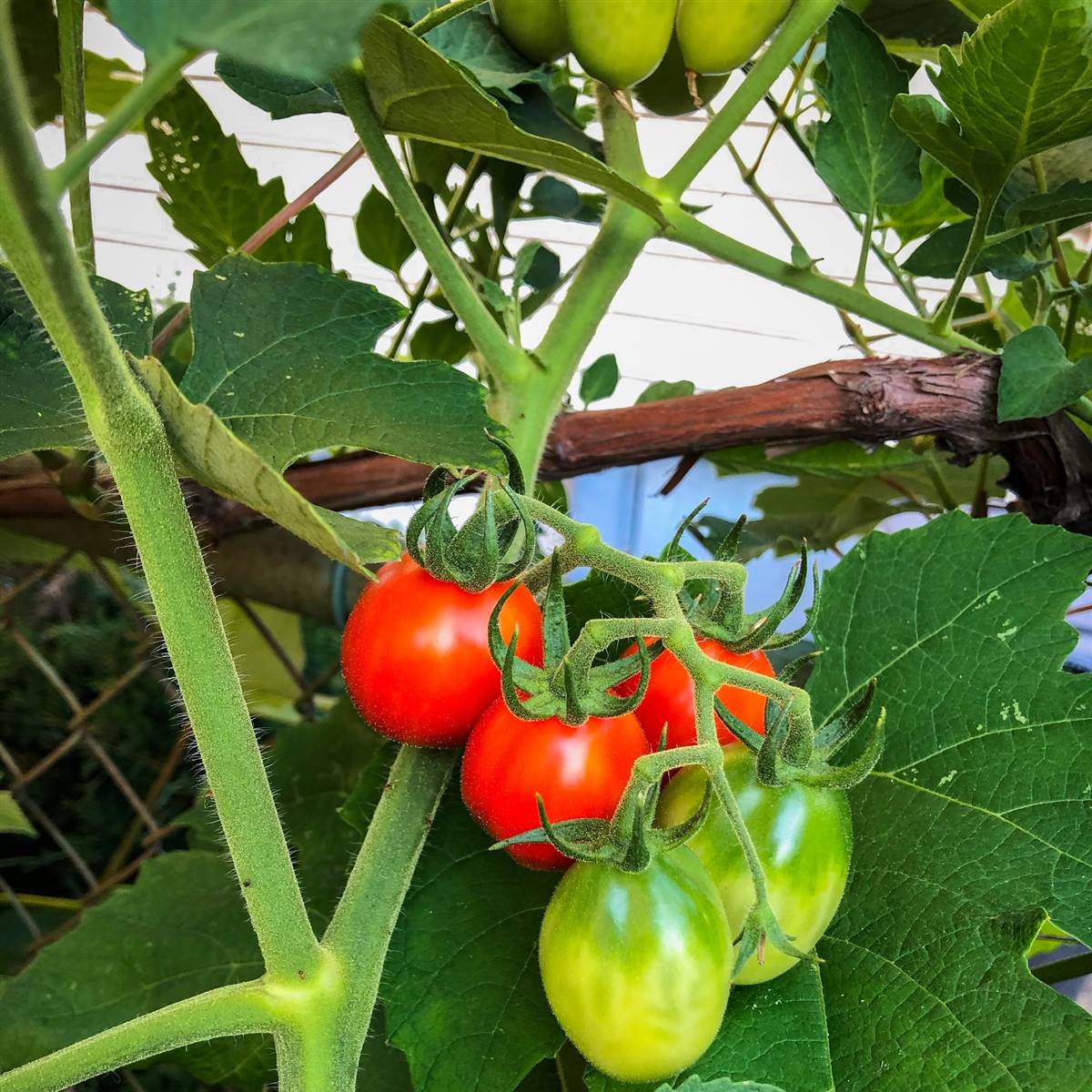 Tomates cultivados en casa