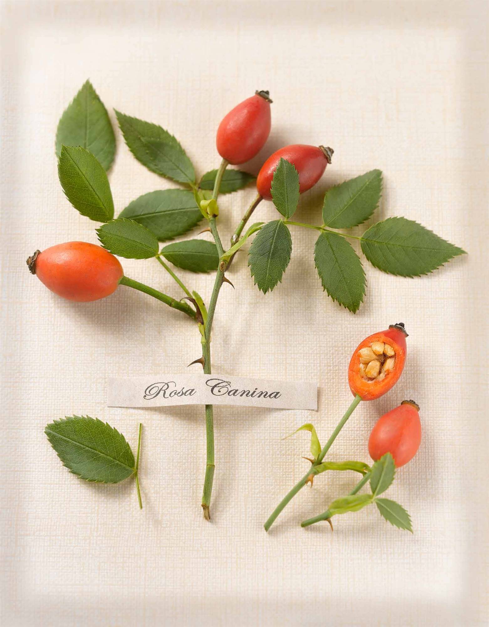 Escaramujos