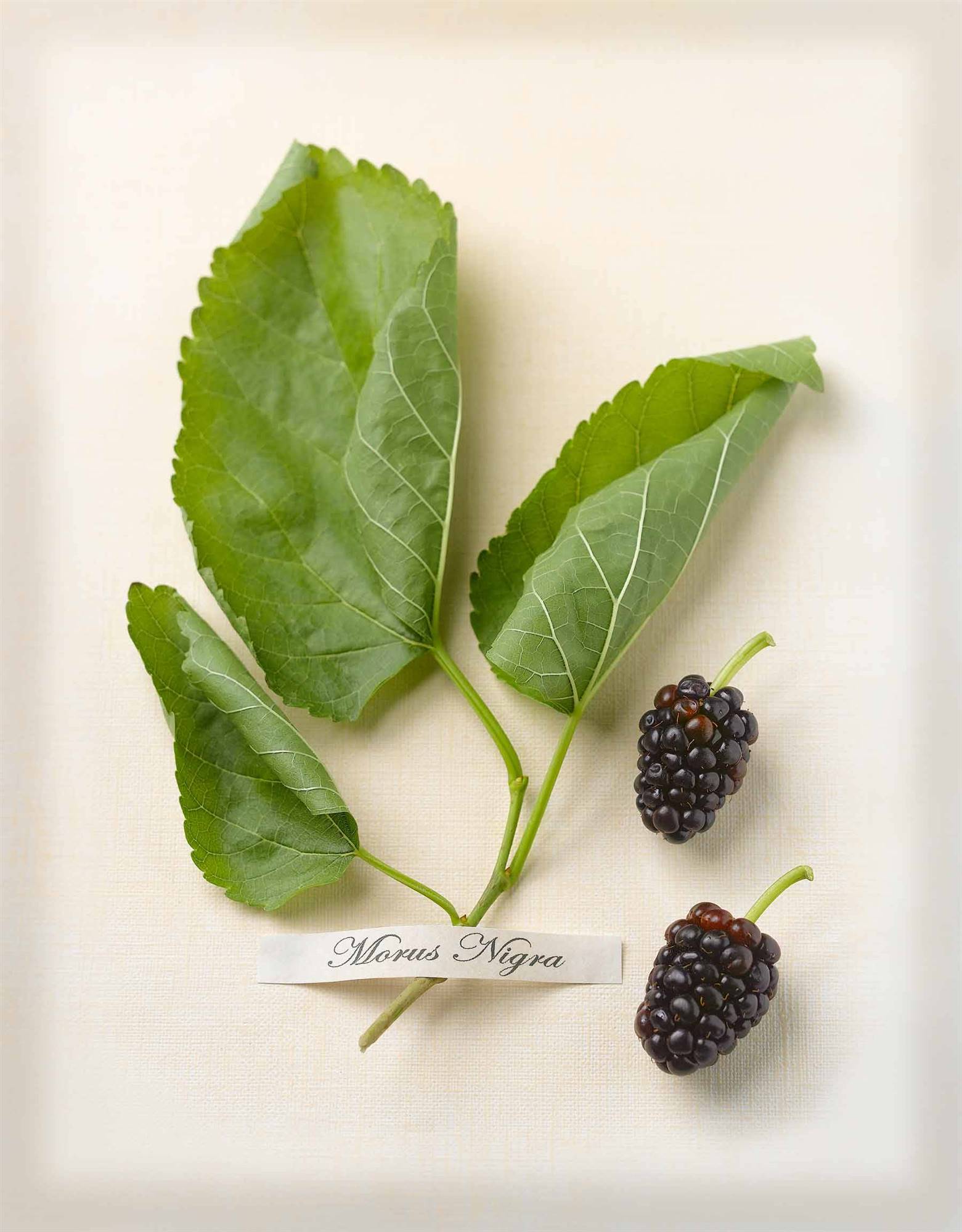 Moras del moral