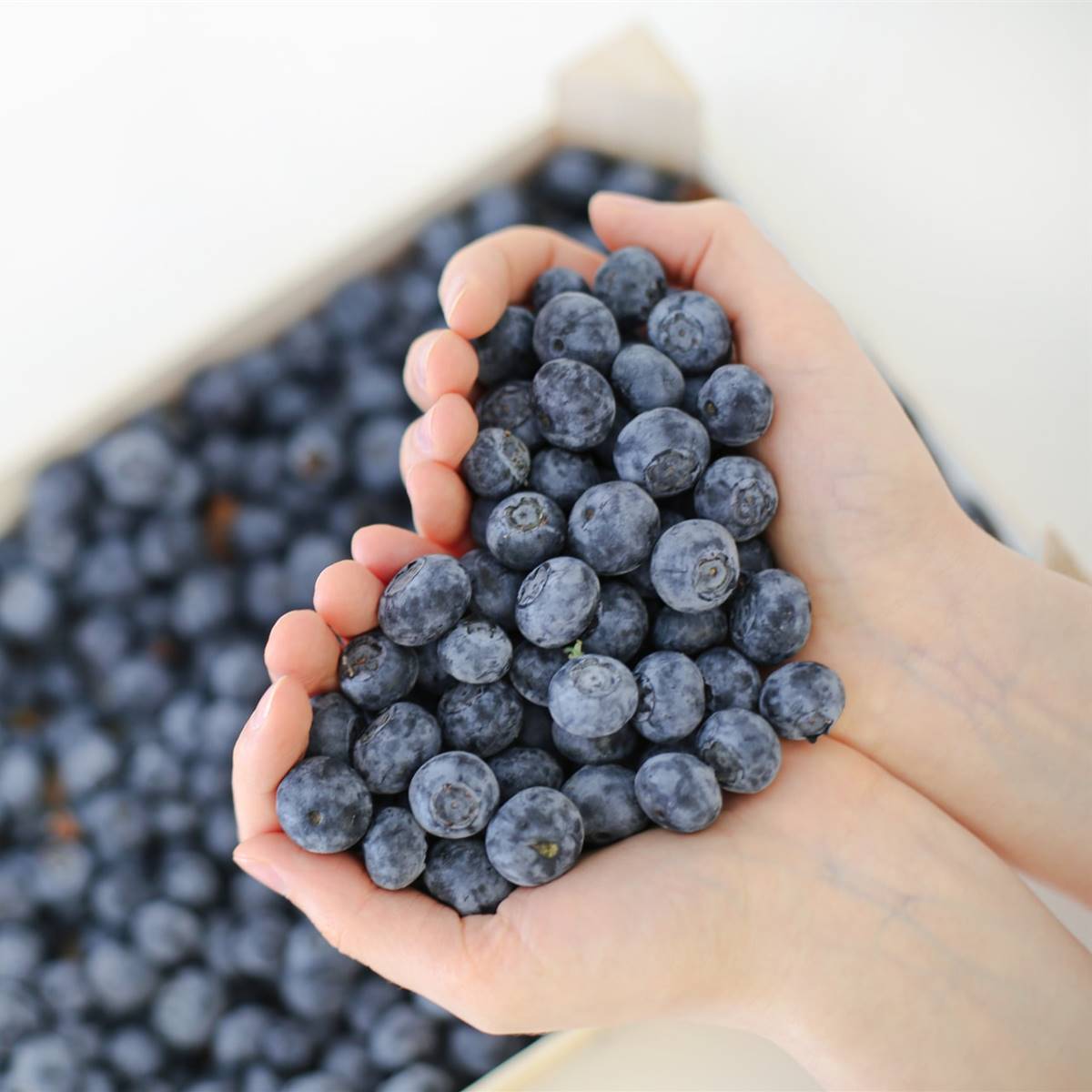 Alimentos para cada órgano