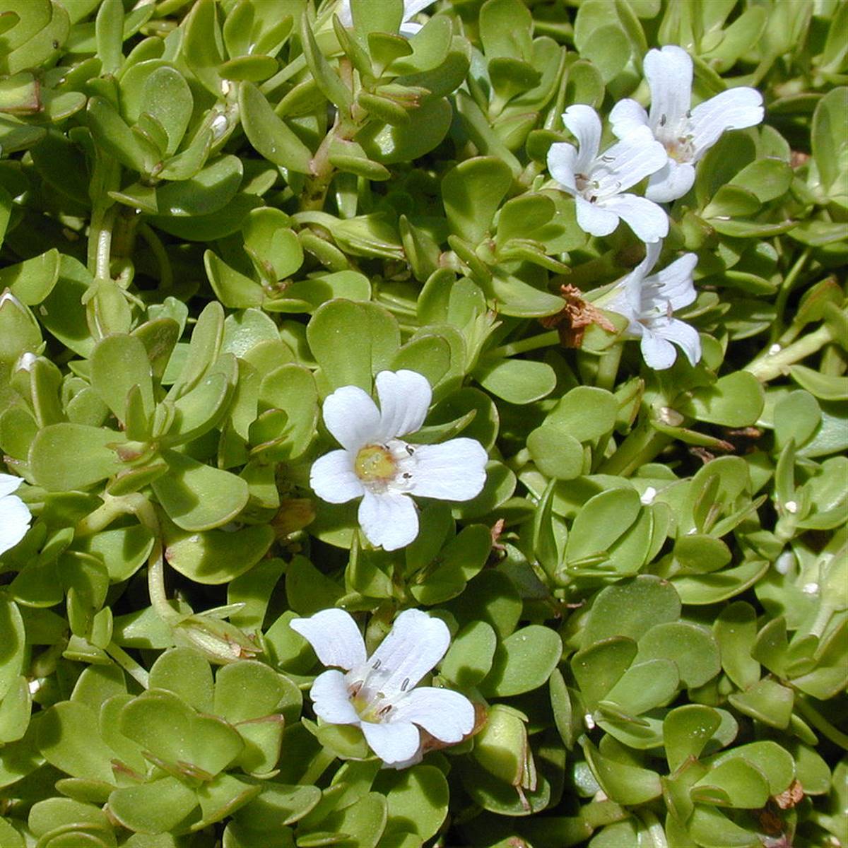 Bacopa