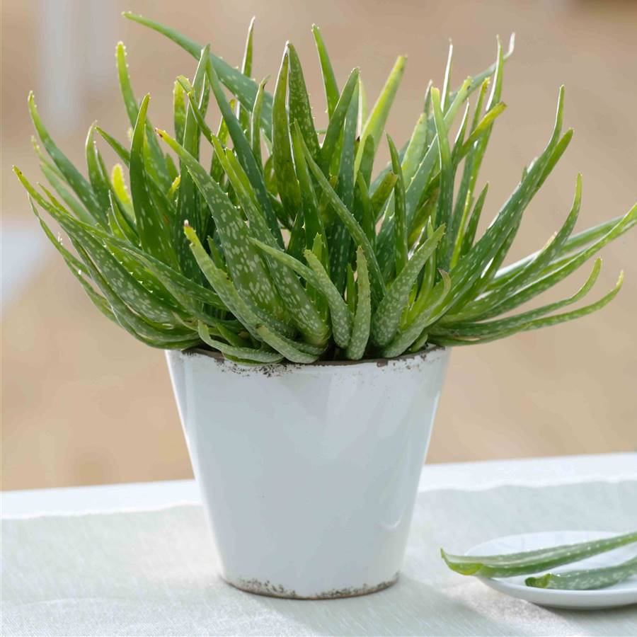 7 plantas magníficas para tu botiquín natural