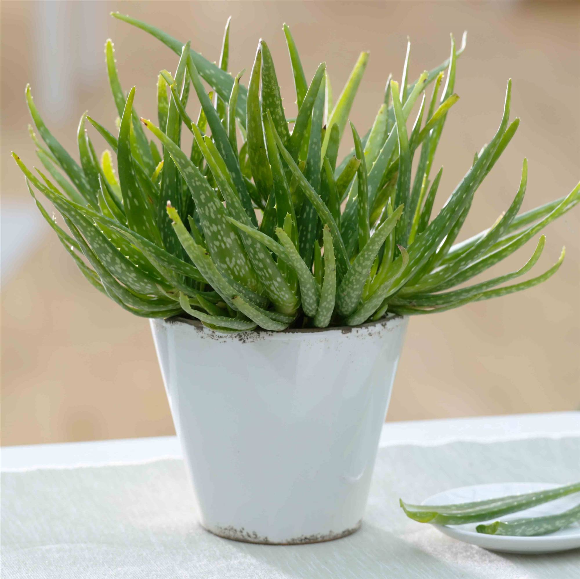 Aloe Vera