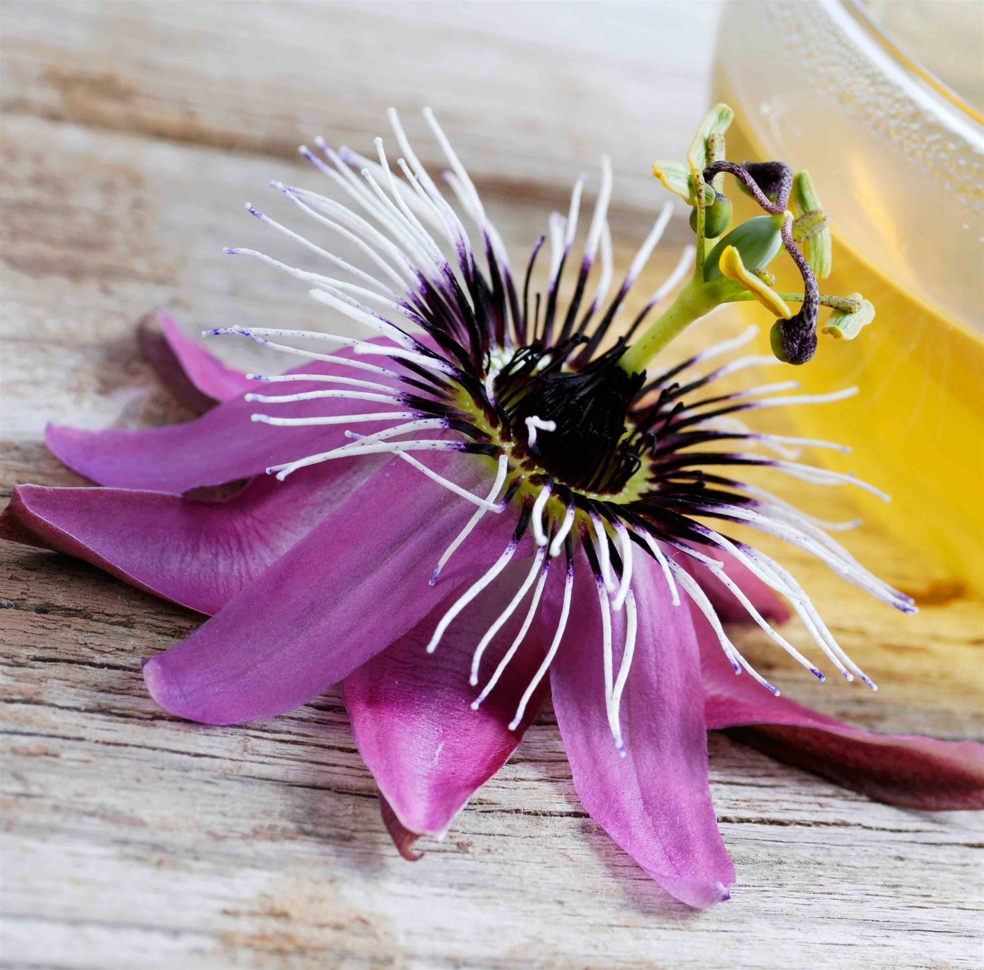 Pasiflora