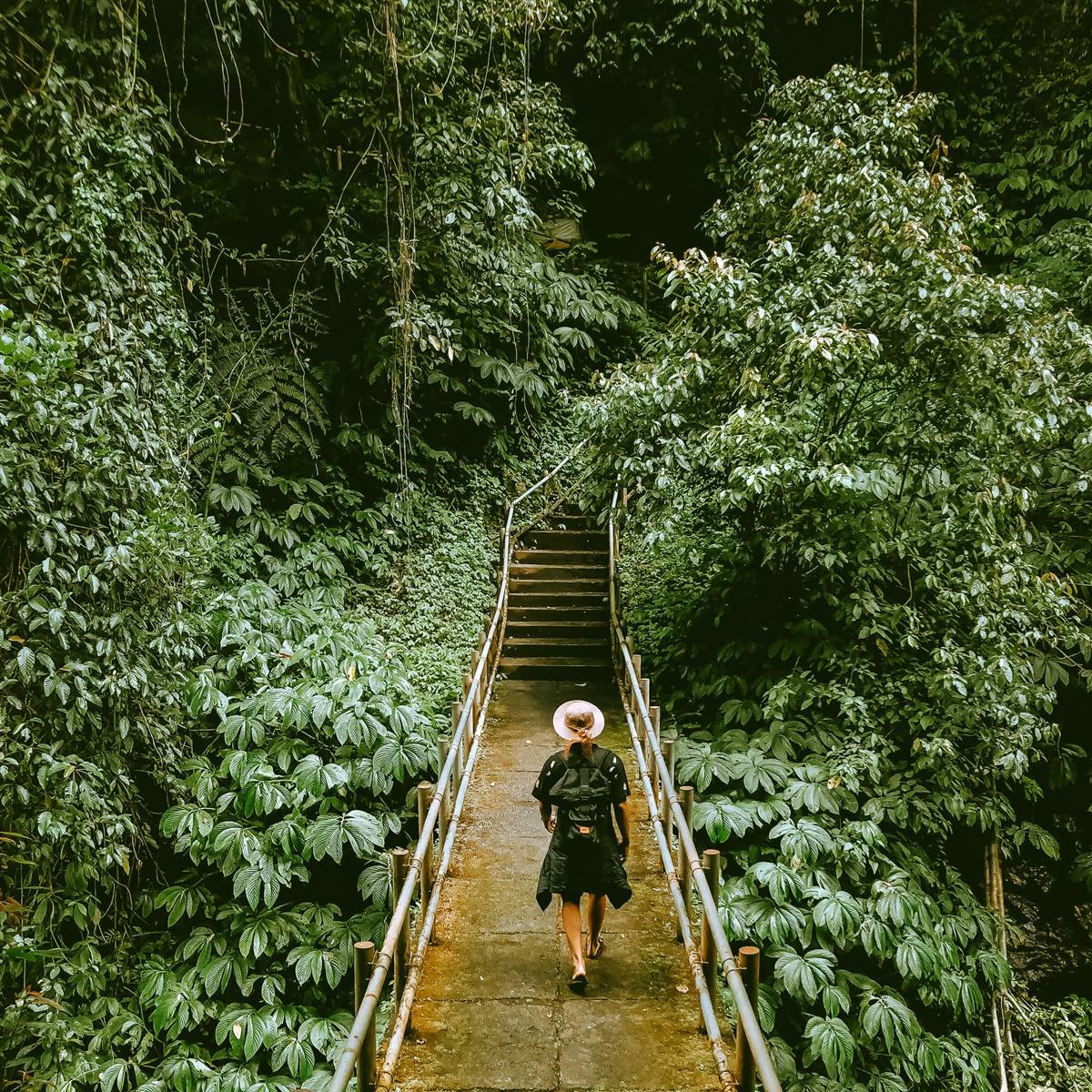 Puente en la selva tropical