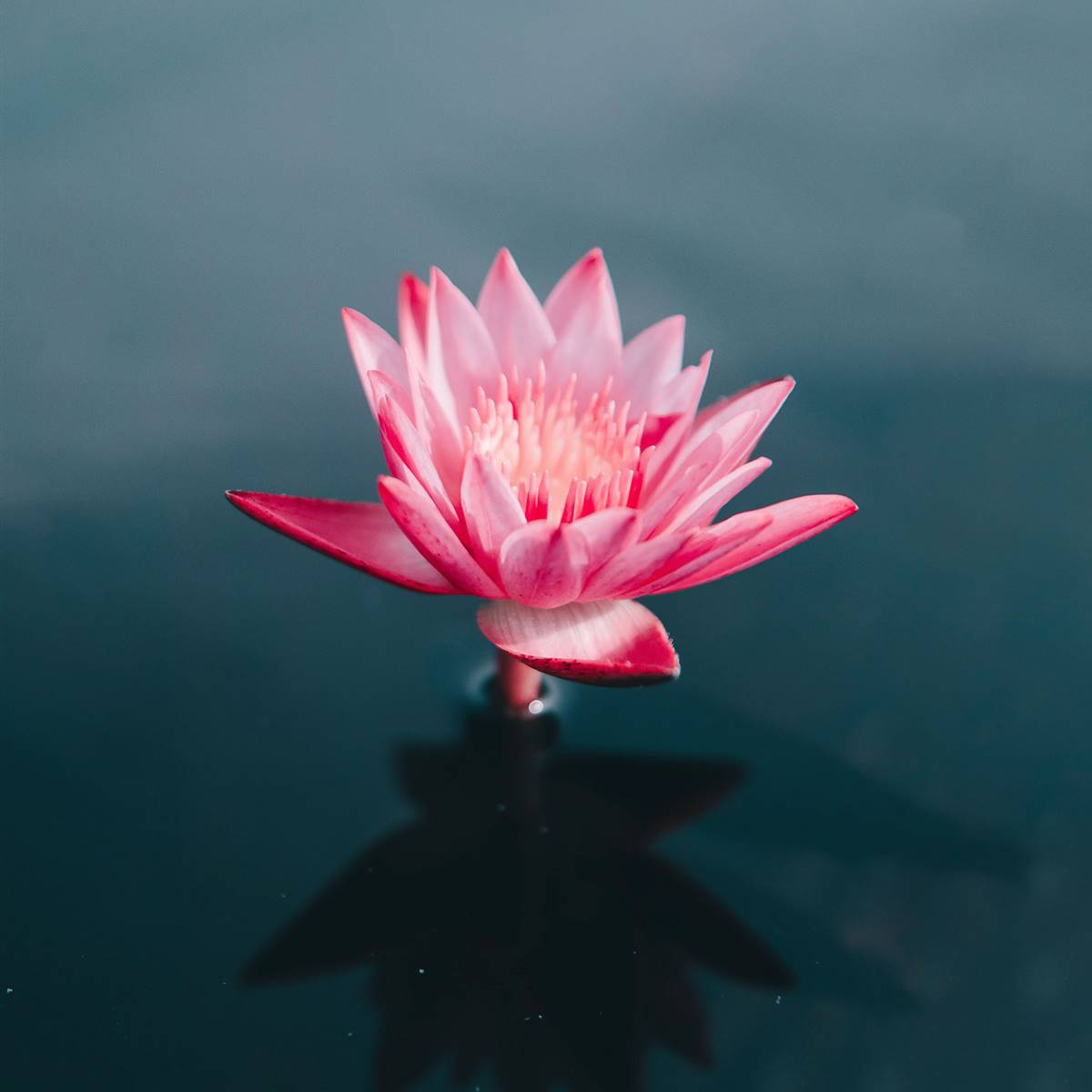 Música para meditar
