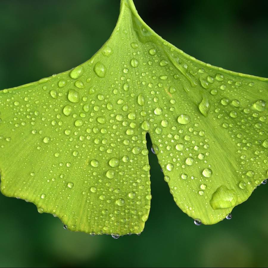 6 propiedades del ginkgo biloba, el árbol de la longevidad