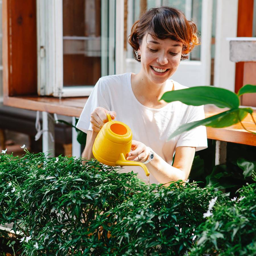 Cómo regar las plantas correctamente
