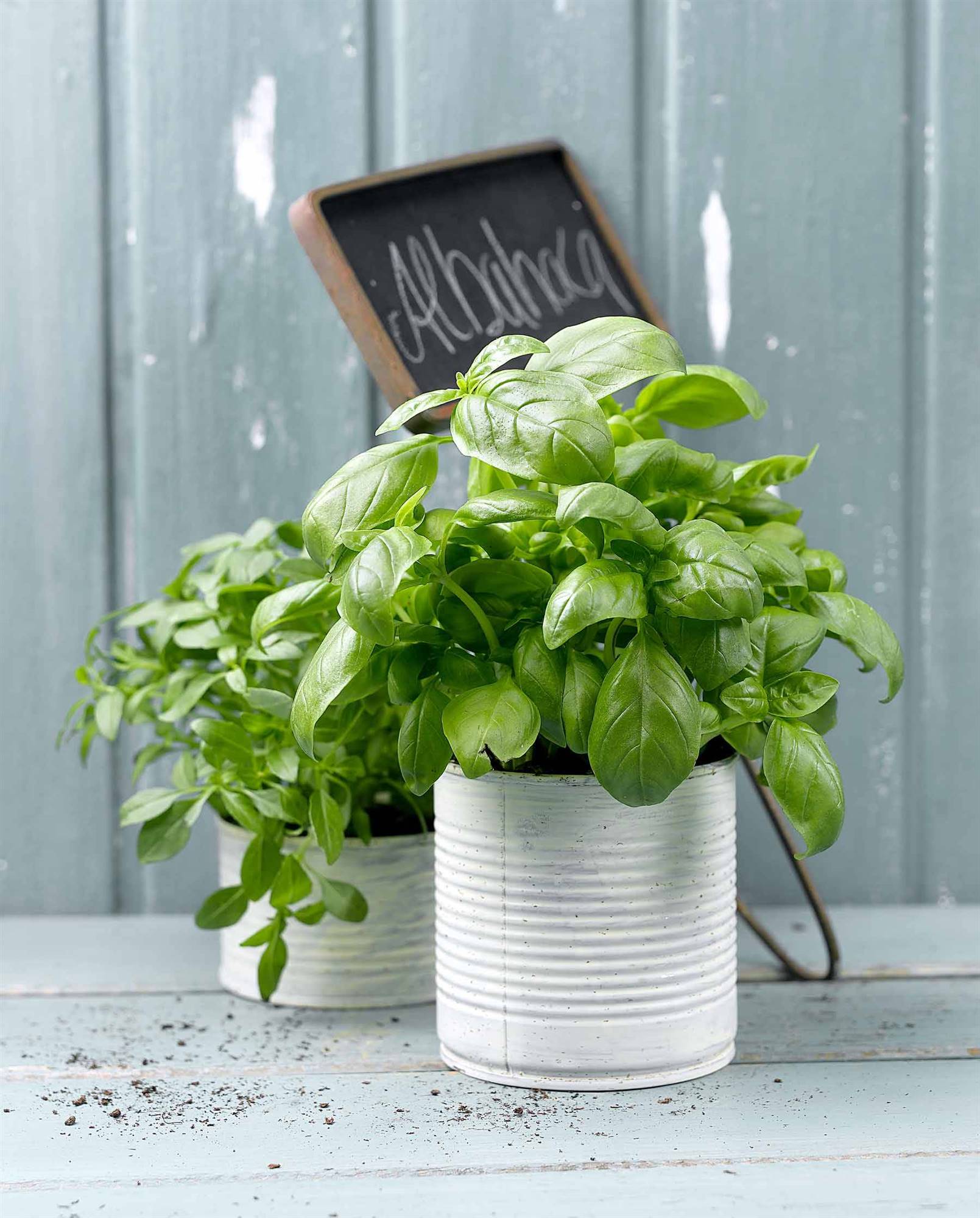 Albahaca