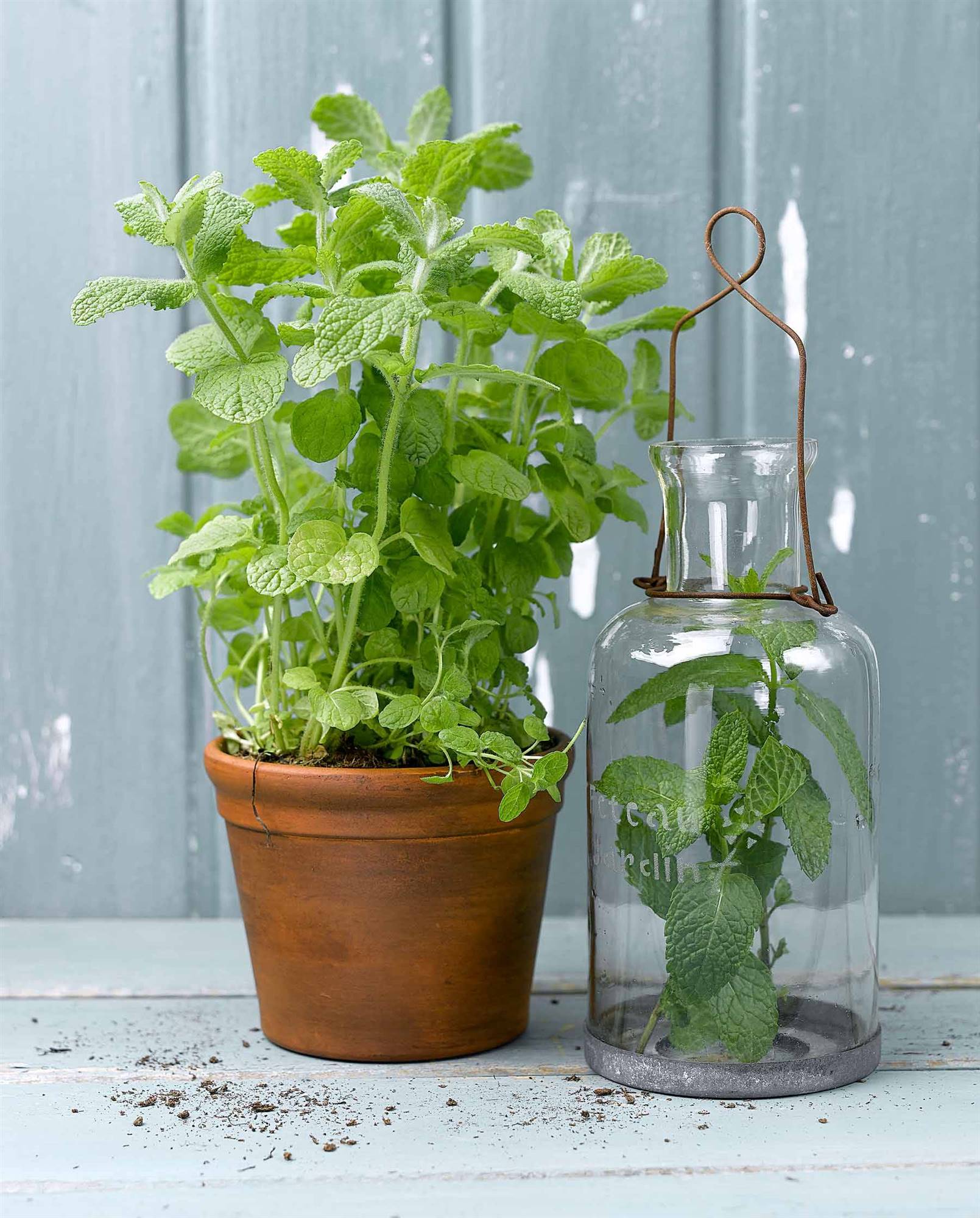 Menta