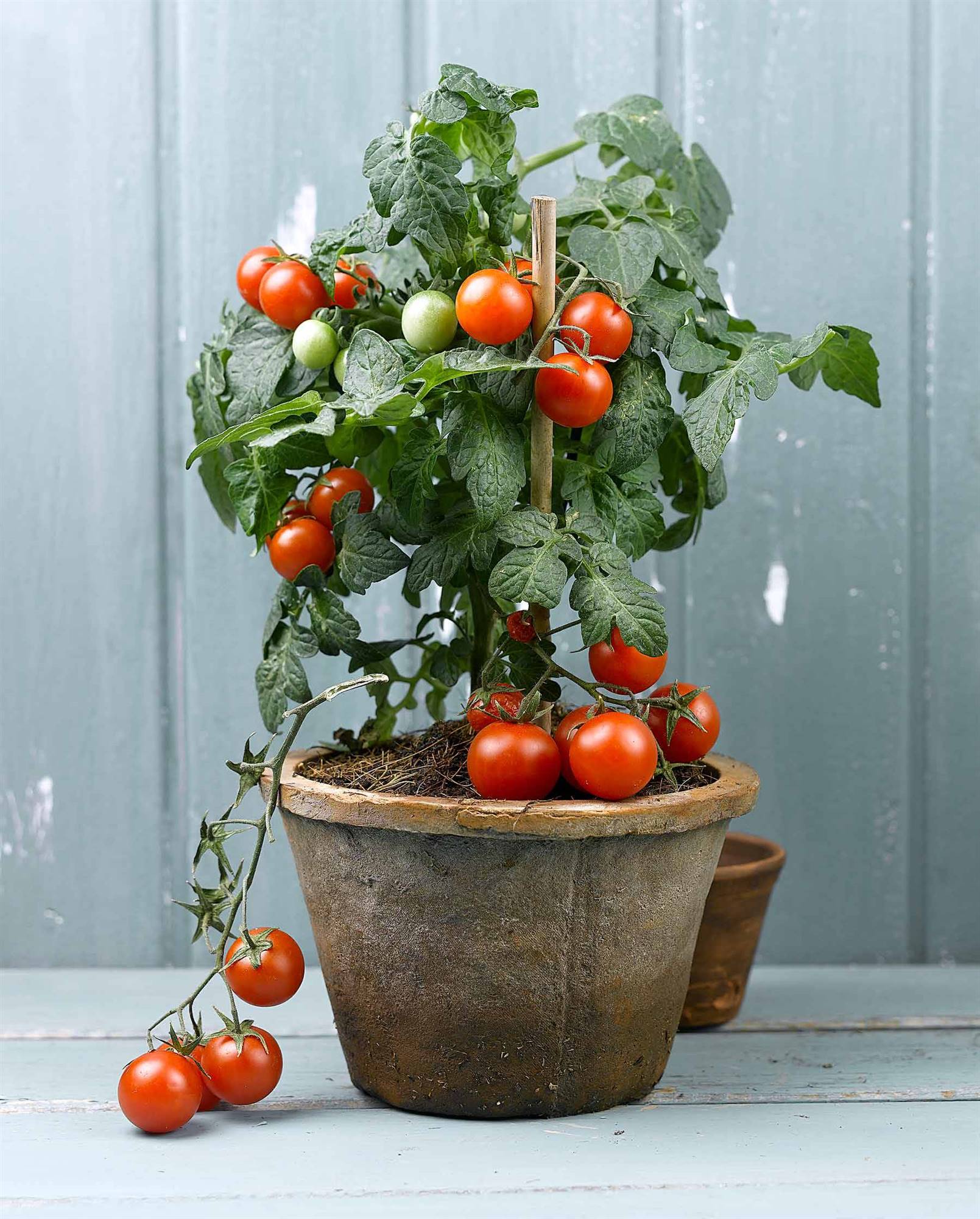 TOMATE-CHERRY. Tomate cherry