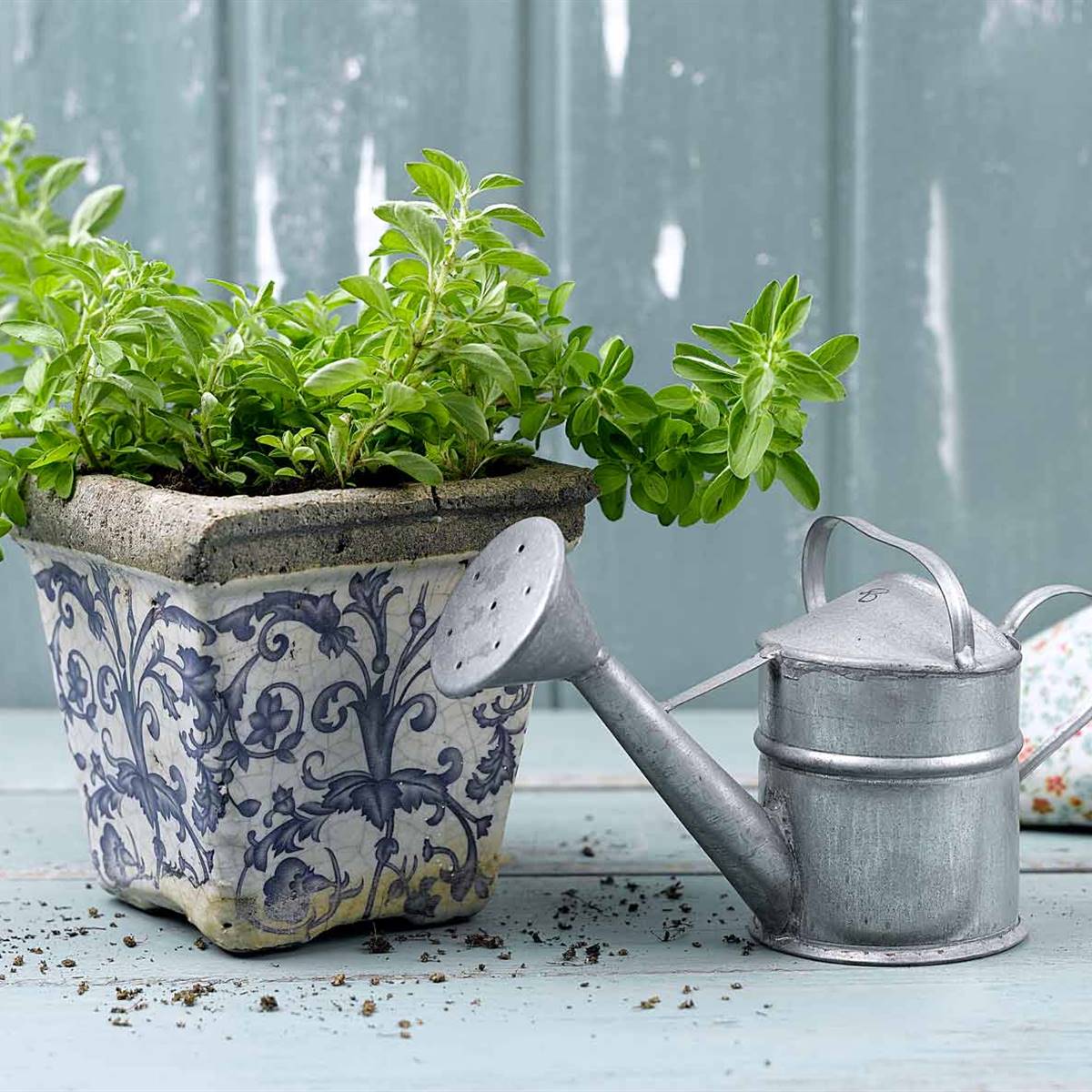 OREGANO
