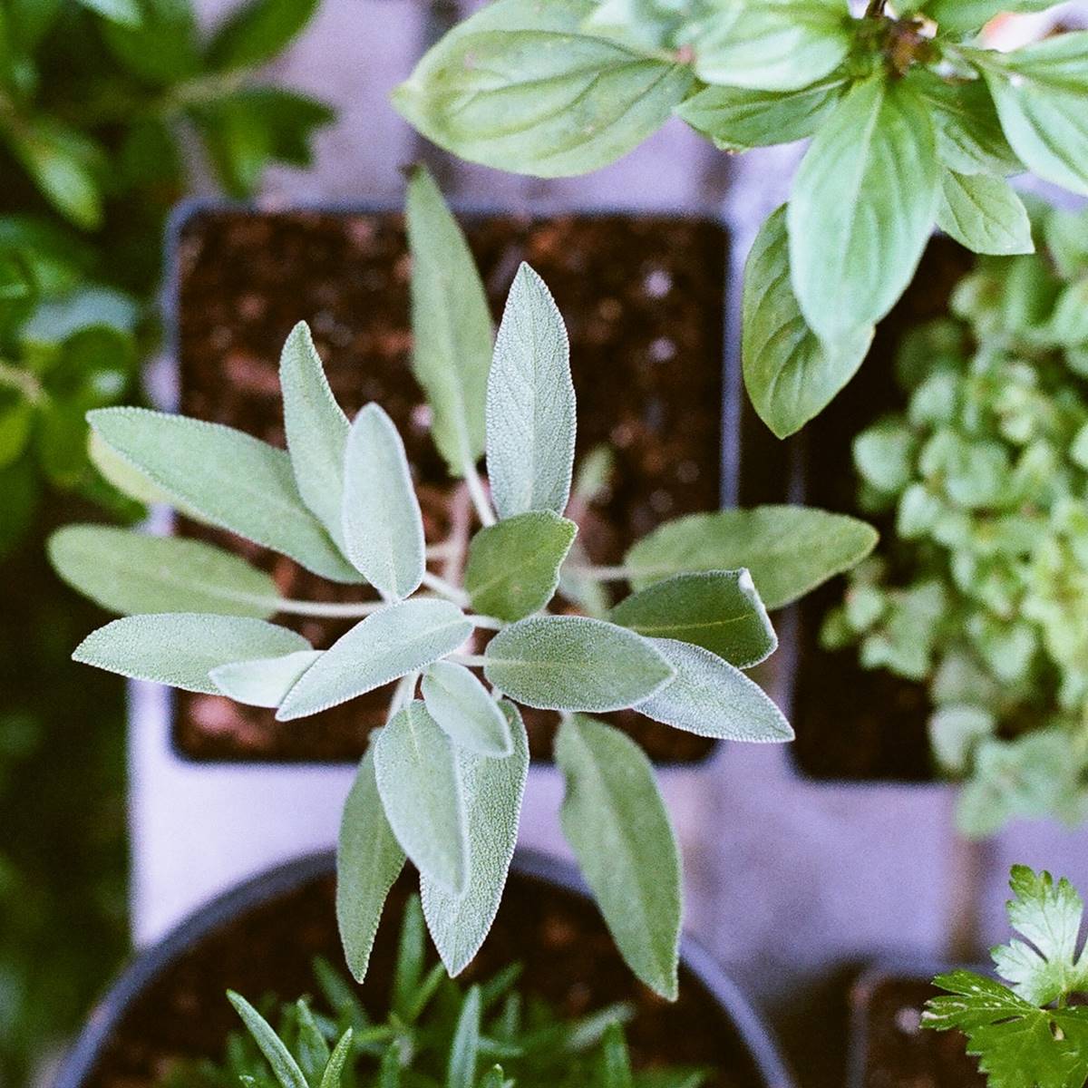 plantas medicinales