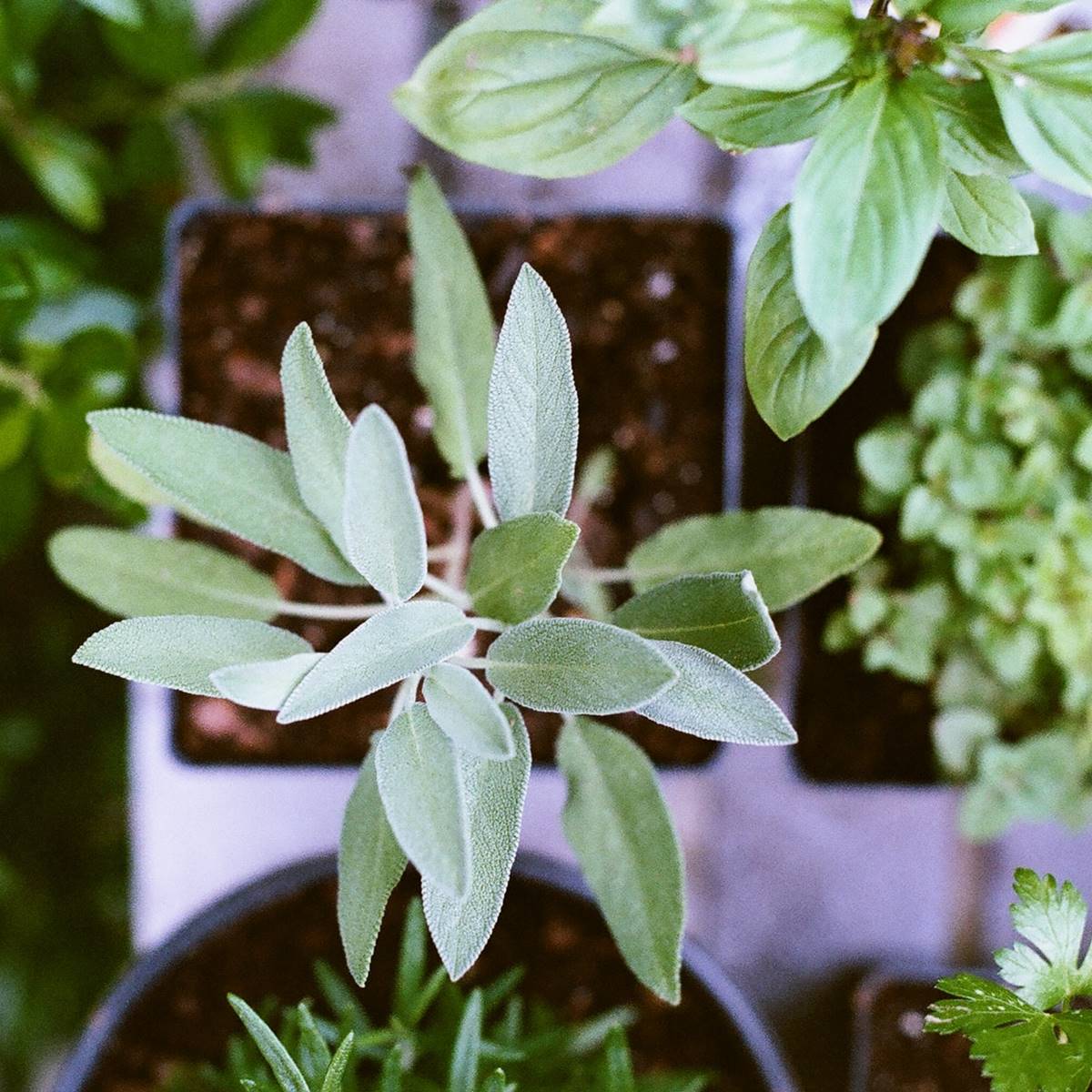 Aprende a purificar tu casa con la planta de salvia - Mejor con Salud