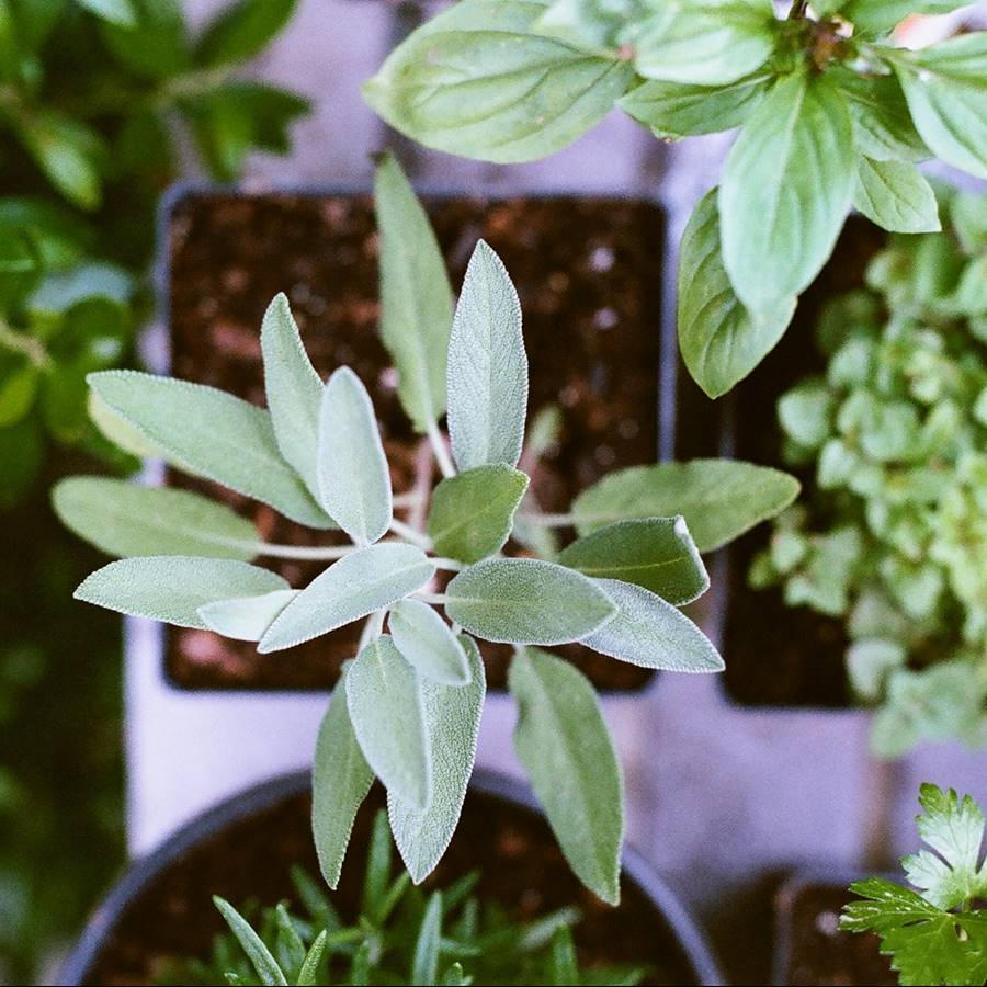 plantas medicinales