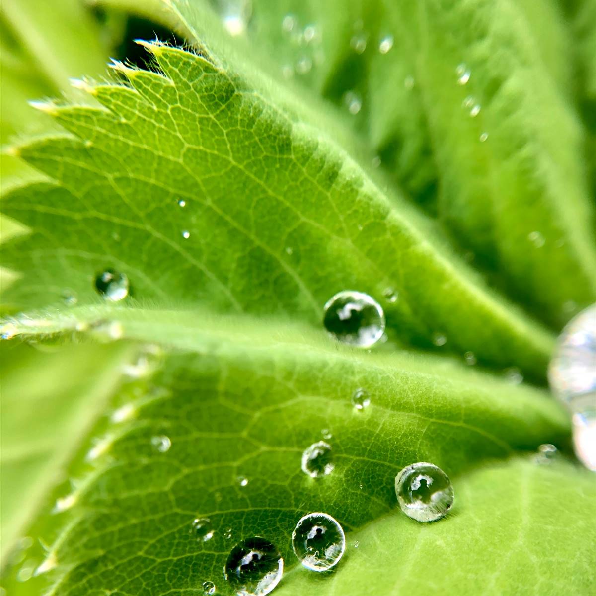 Hoja de alchemilla