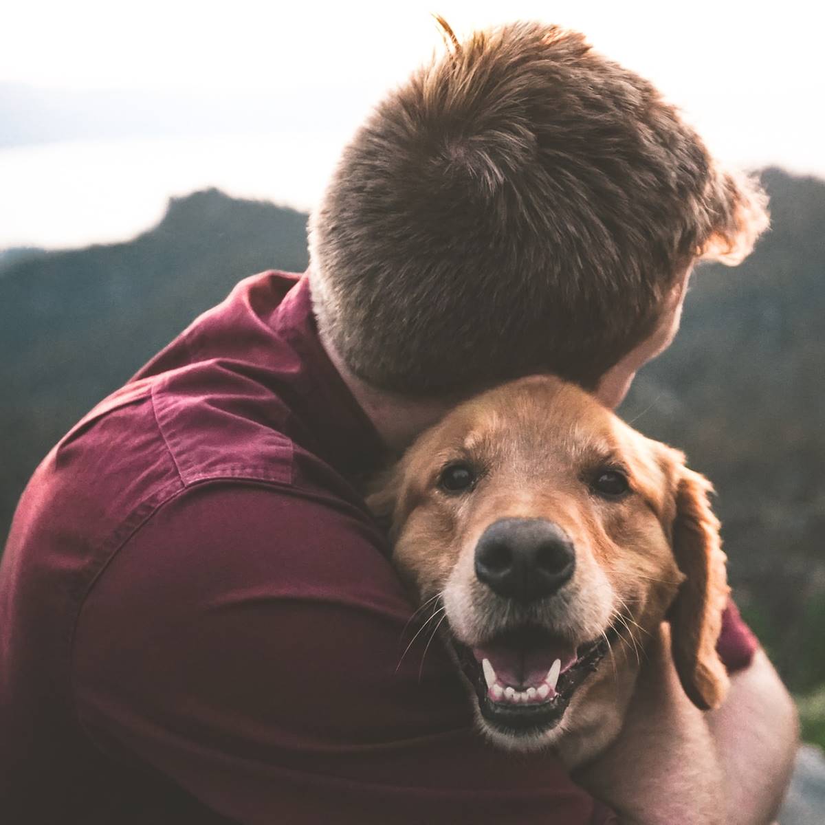 Beneficios emocionales perro