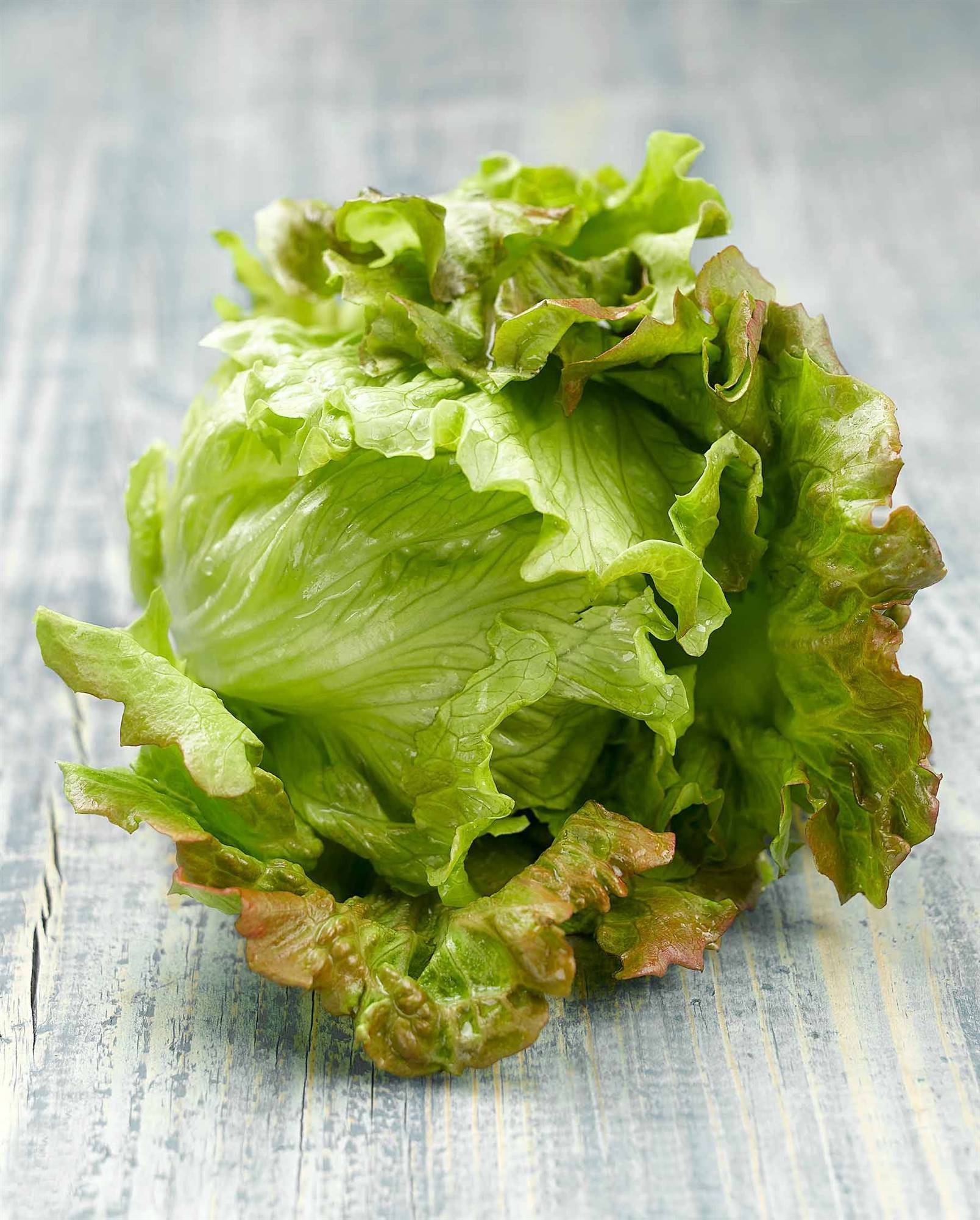 Lechuga maravilla