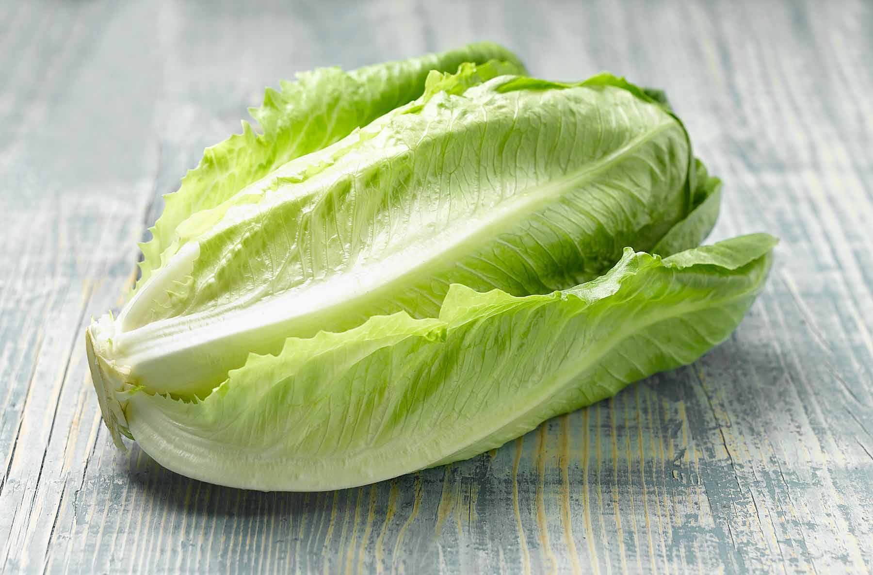 Lechuga Imagenes