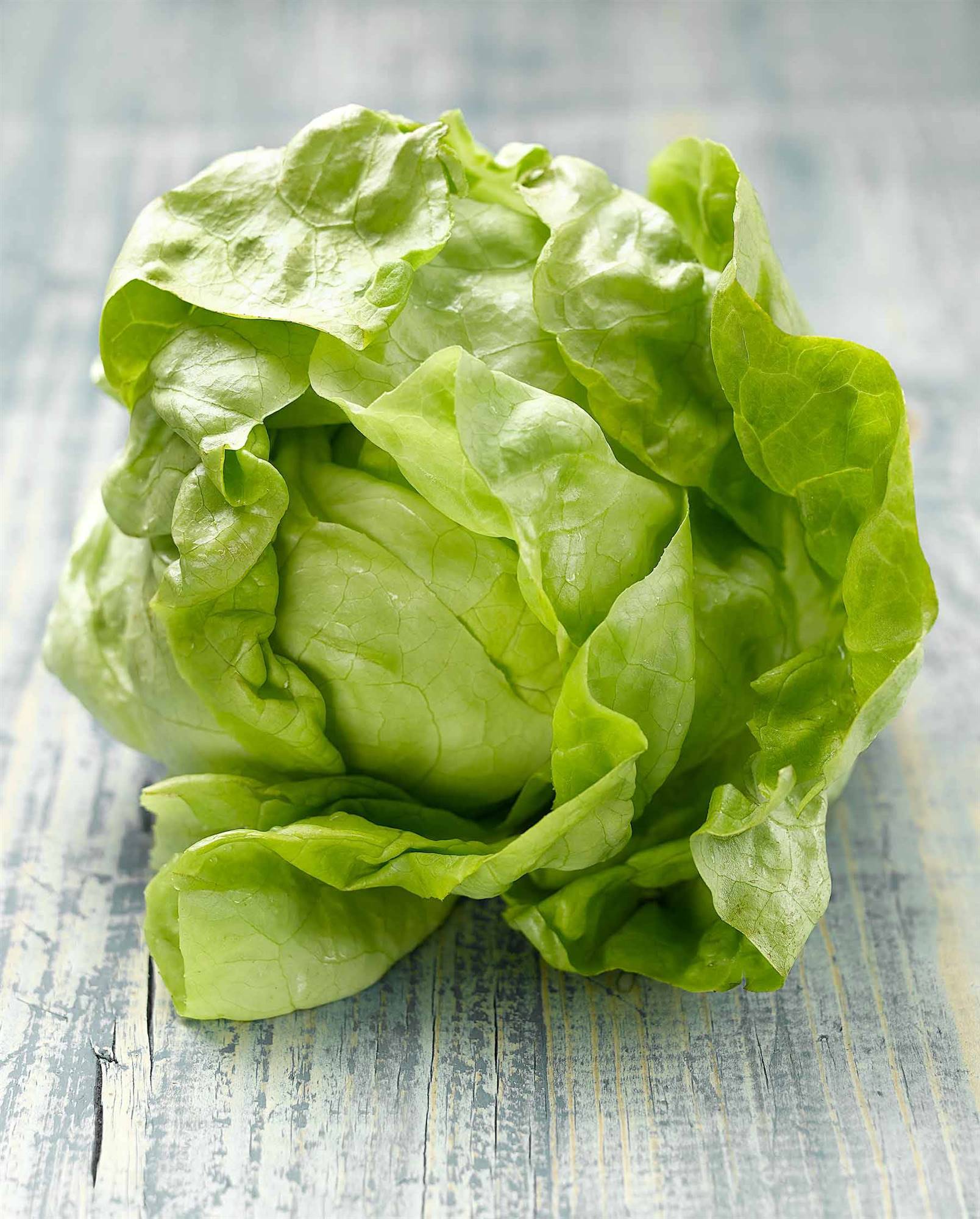 Lechuga trocadero