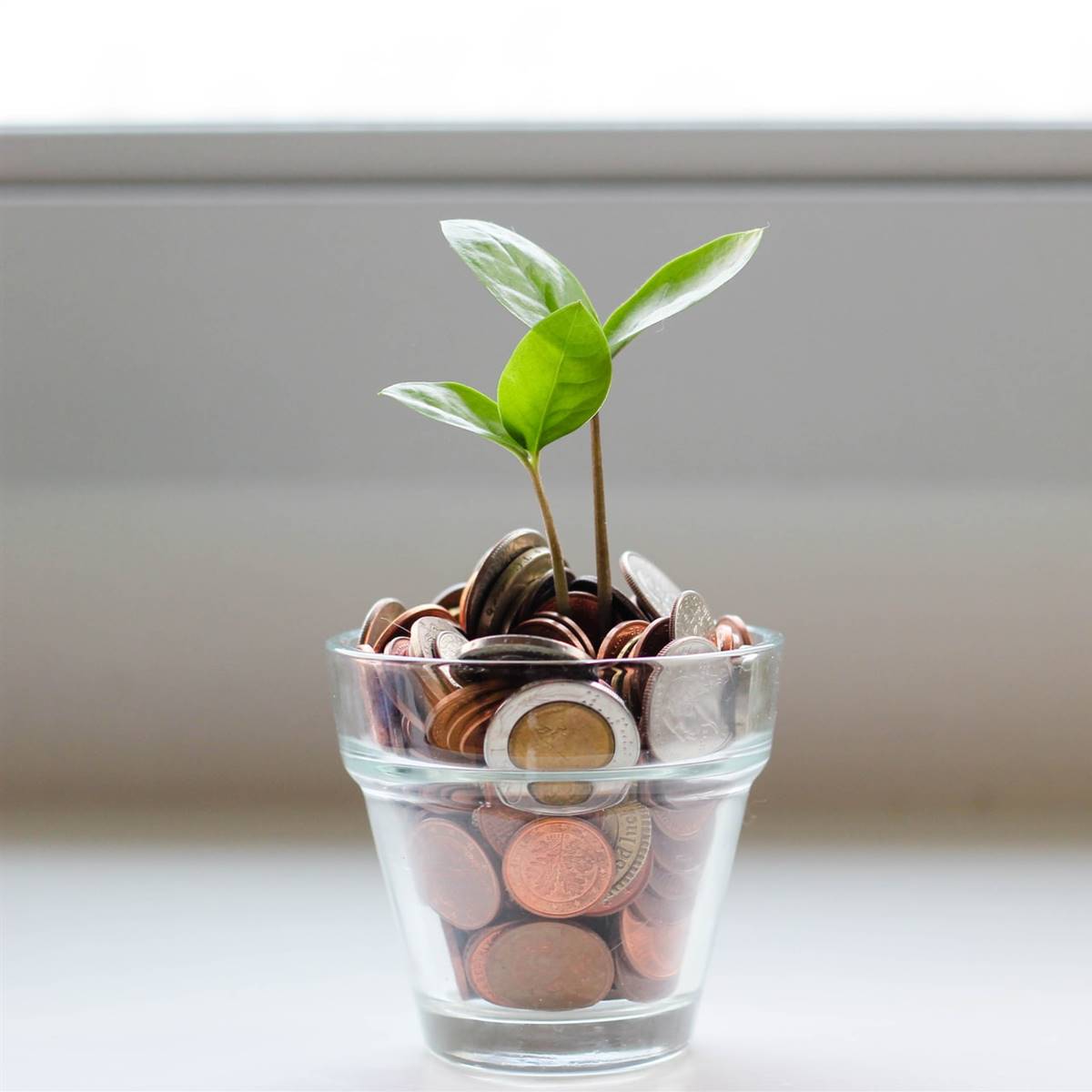 Planta creciendo entre monedas