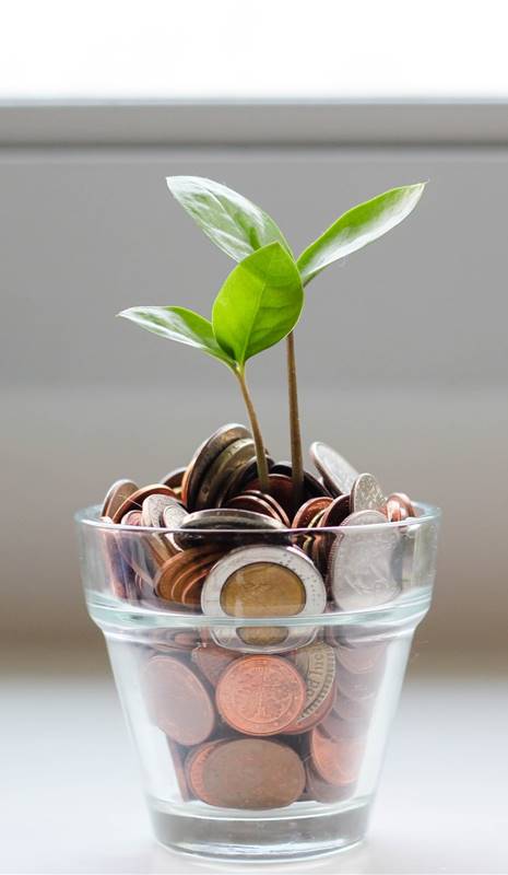 Planta creciendo entre monedas