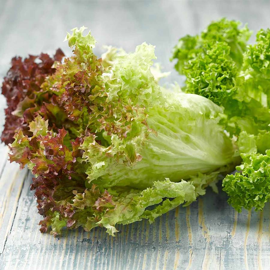 7 lechugas deliciosas y antioxidantes