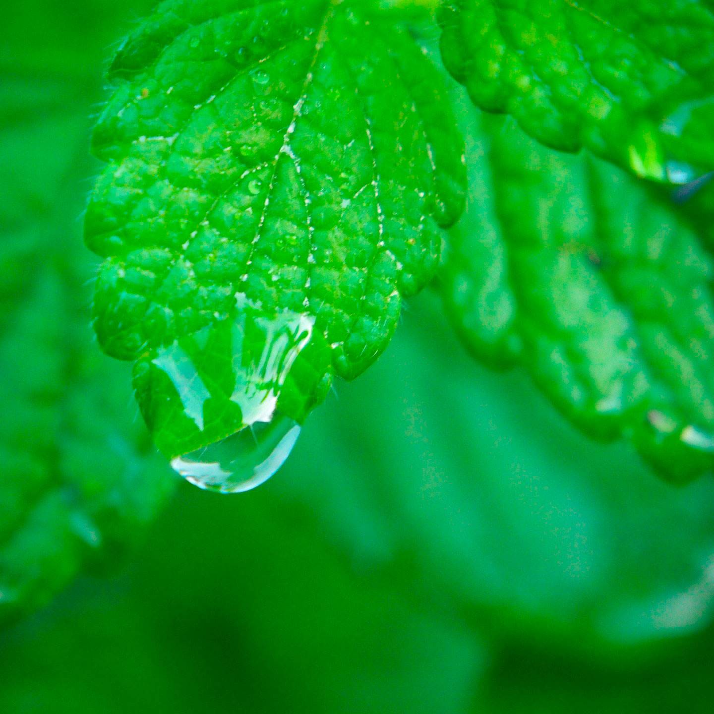 infusion-ansiedad-melisa. Infusión de melisa