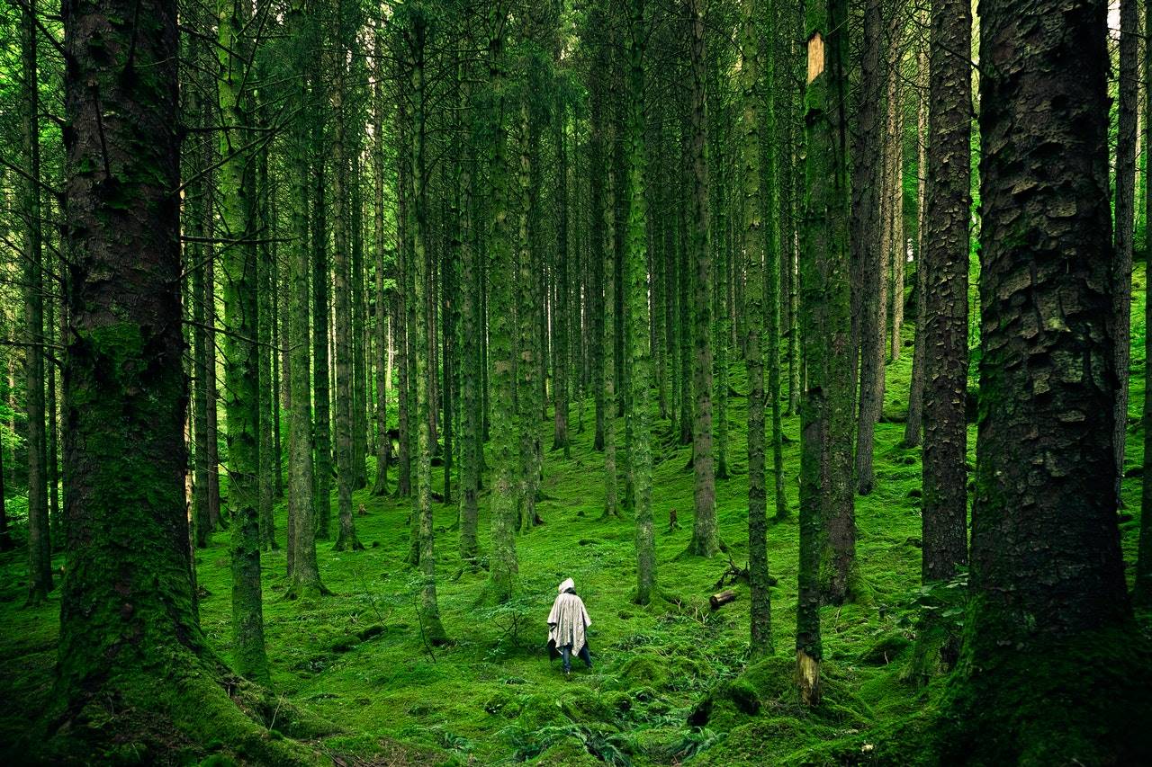 Verde