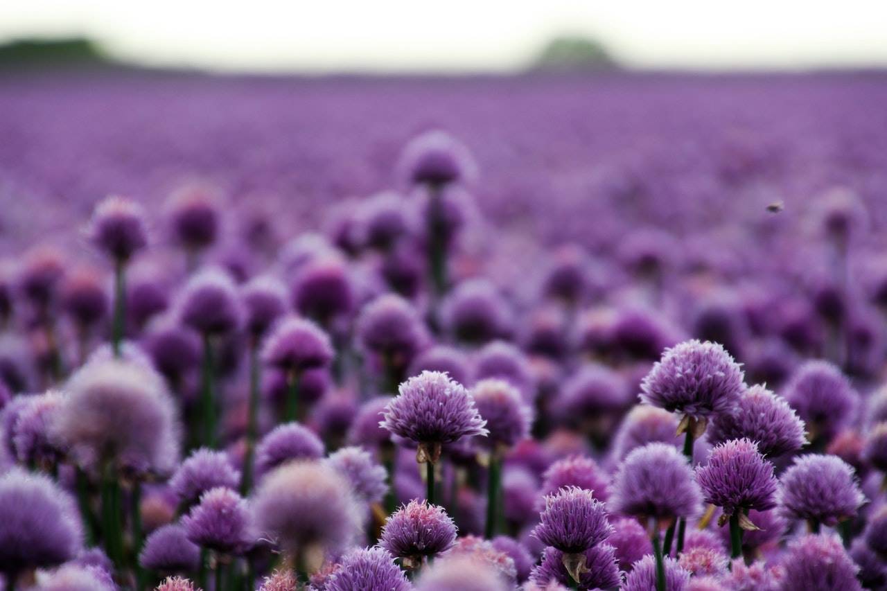 Violeta