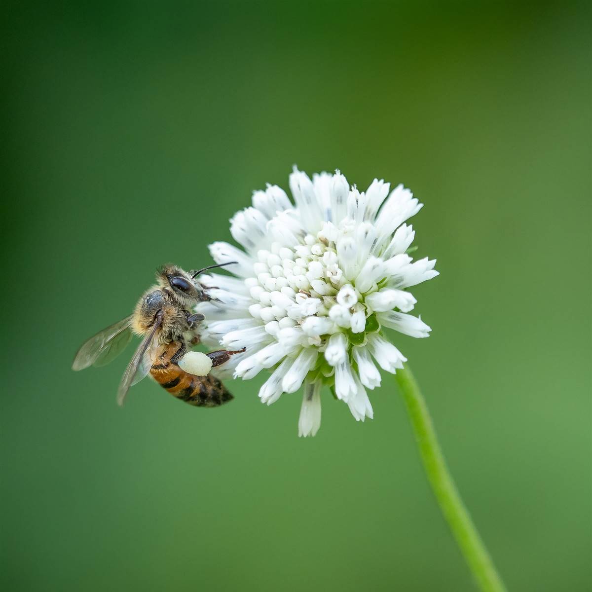 Abeja silvestre