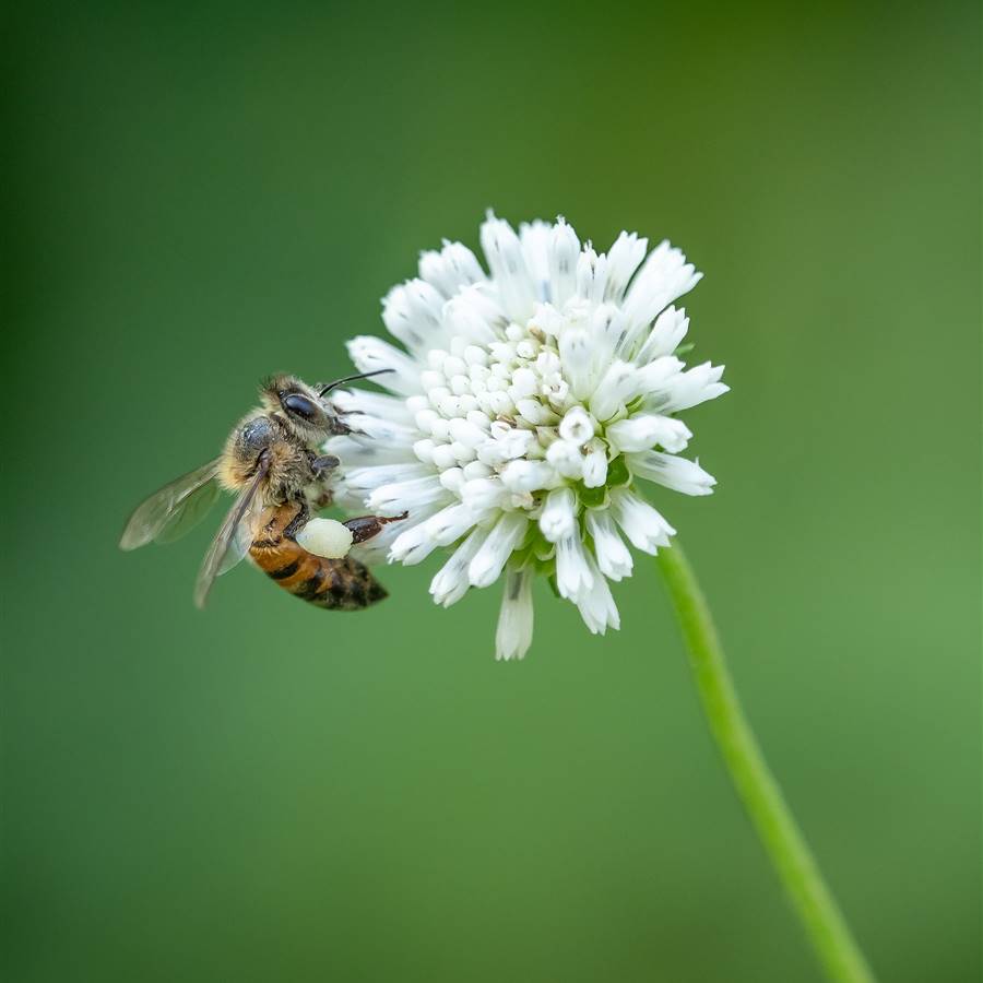 La longevidad de las abejas se ha reducido a la mitad en los últimos 50 años