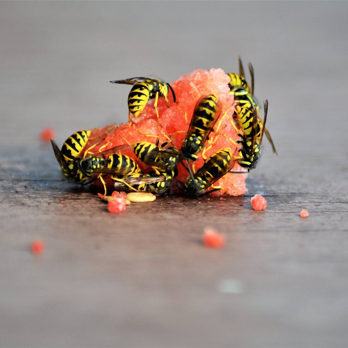 Avispas comiendo sandía